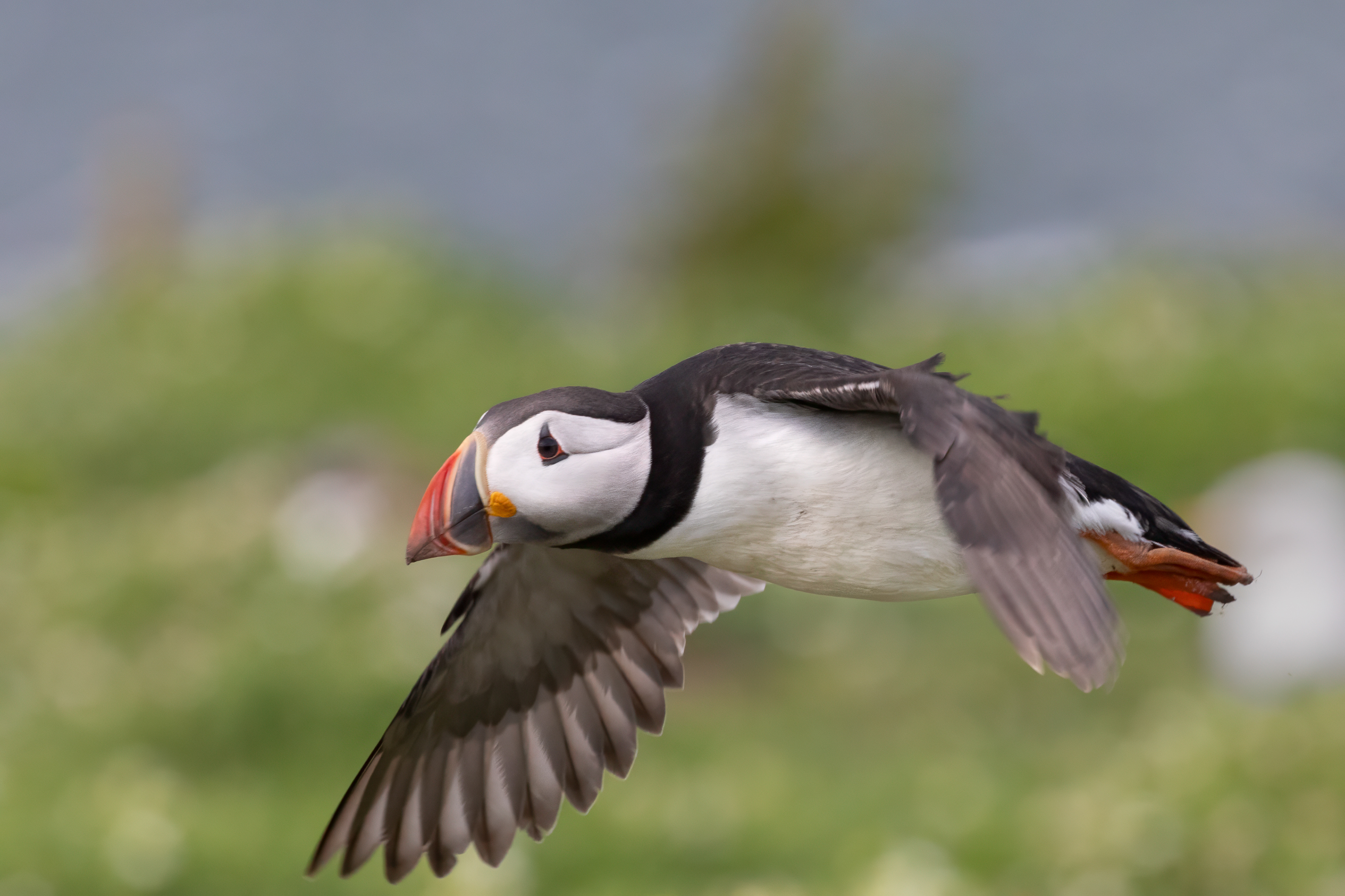 Puffin - Farne Islands
