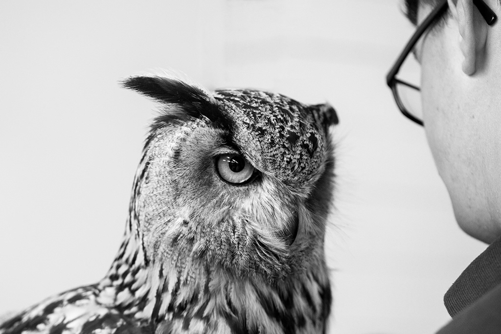 Bertie the Owl
