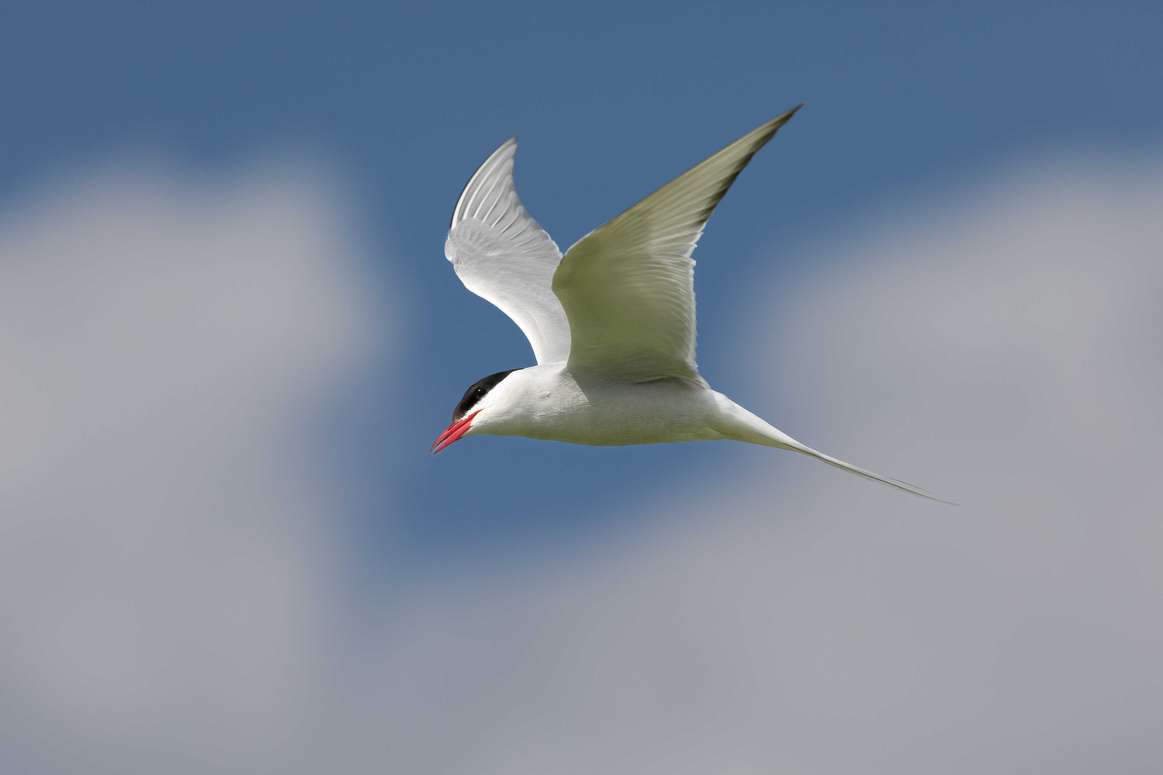 Arctic Tern - Farne Islands