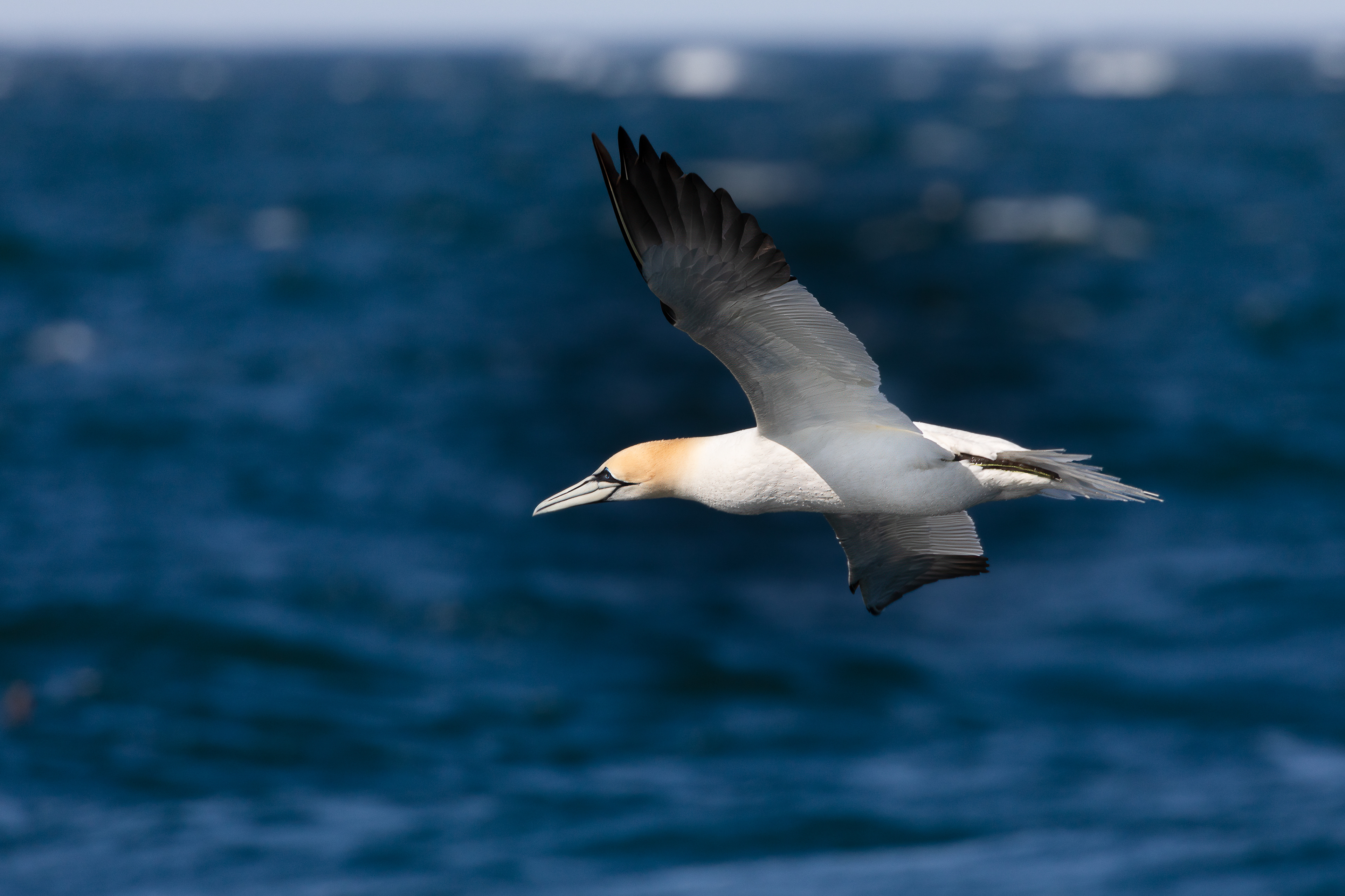 Gannet - Seahouses