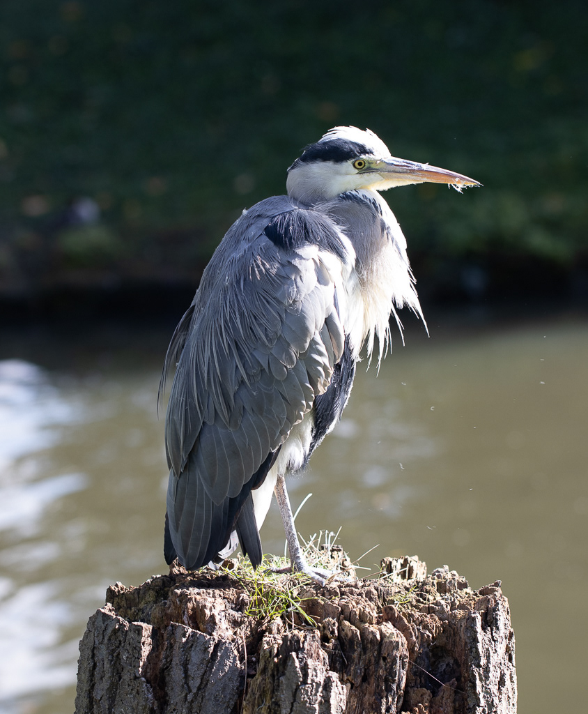 Heron - Regents park