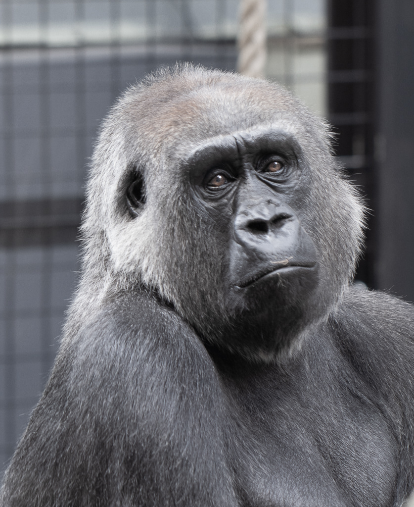 Gorilla - London Zoo