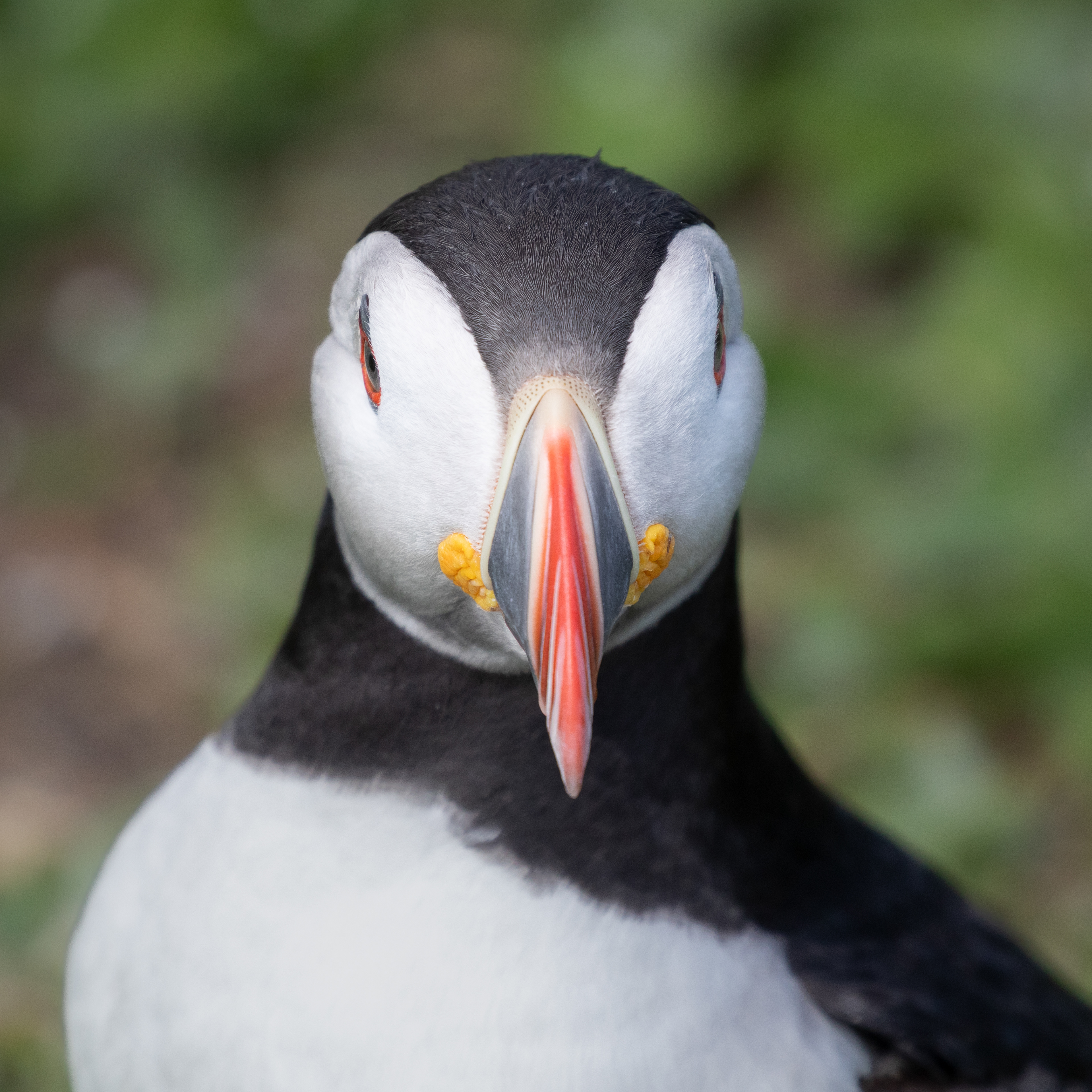 Puffin - Farne Islands