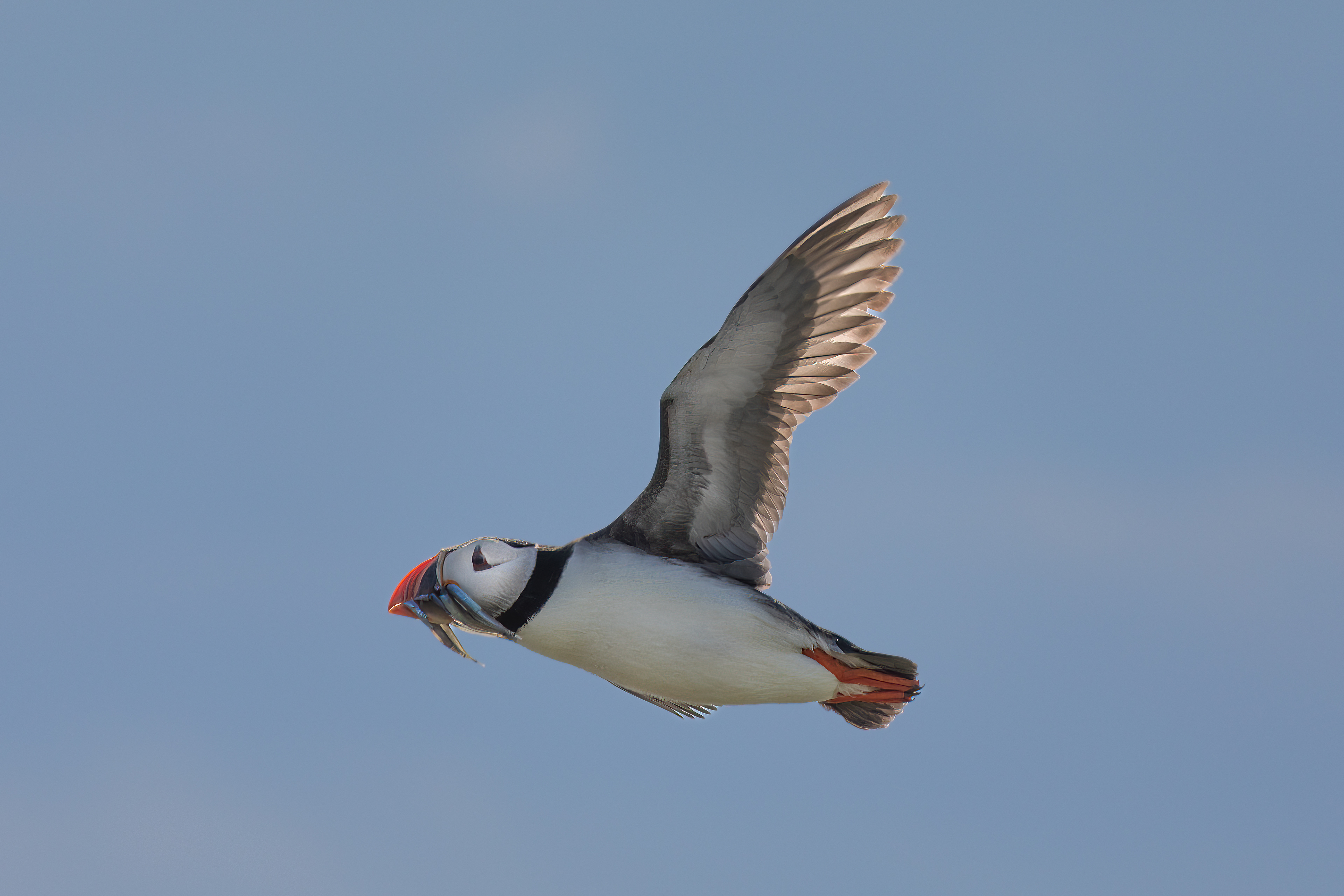 Puffin - Farne Islands