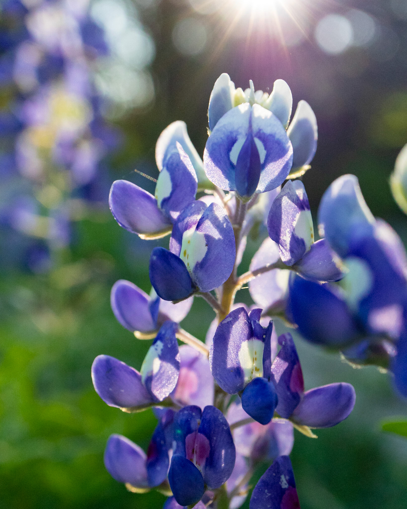 Illuminated Blues