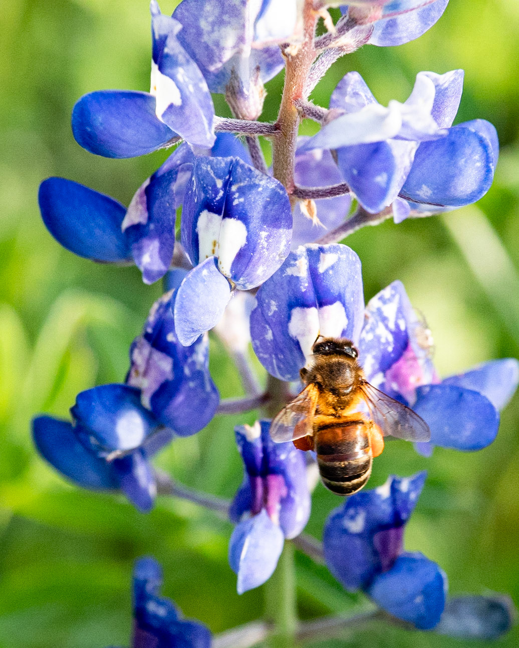 Bright Bee