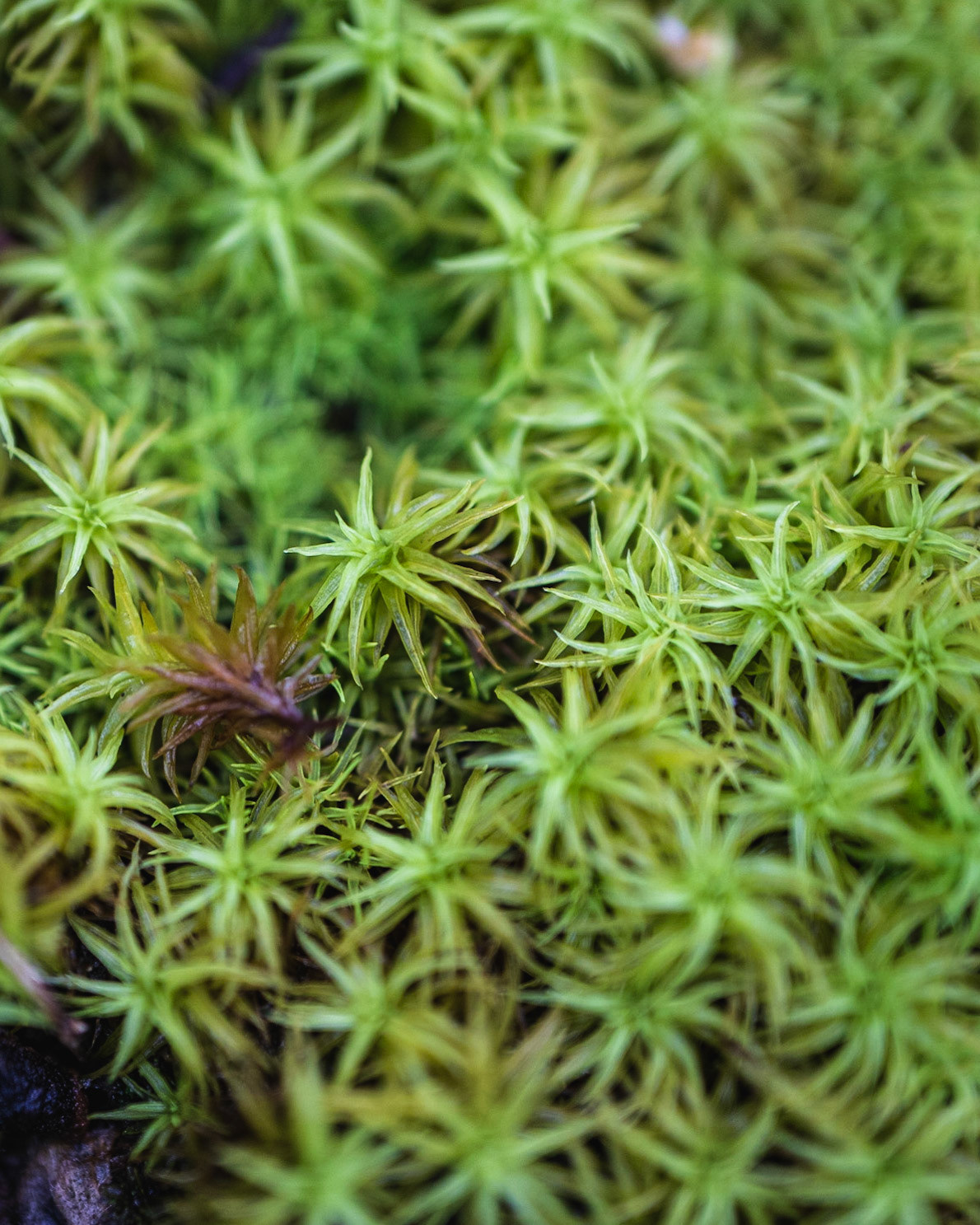 Sea of Moss