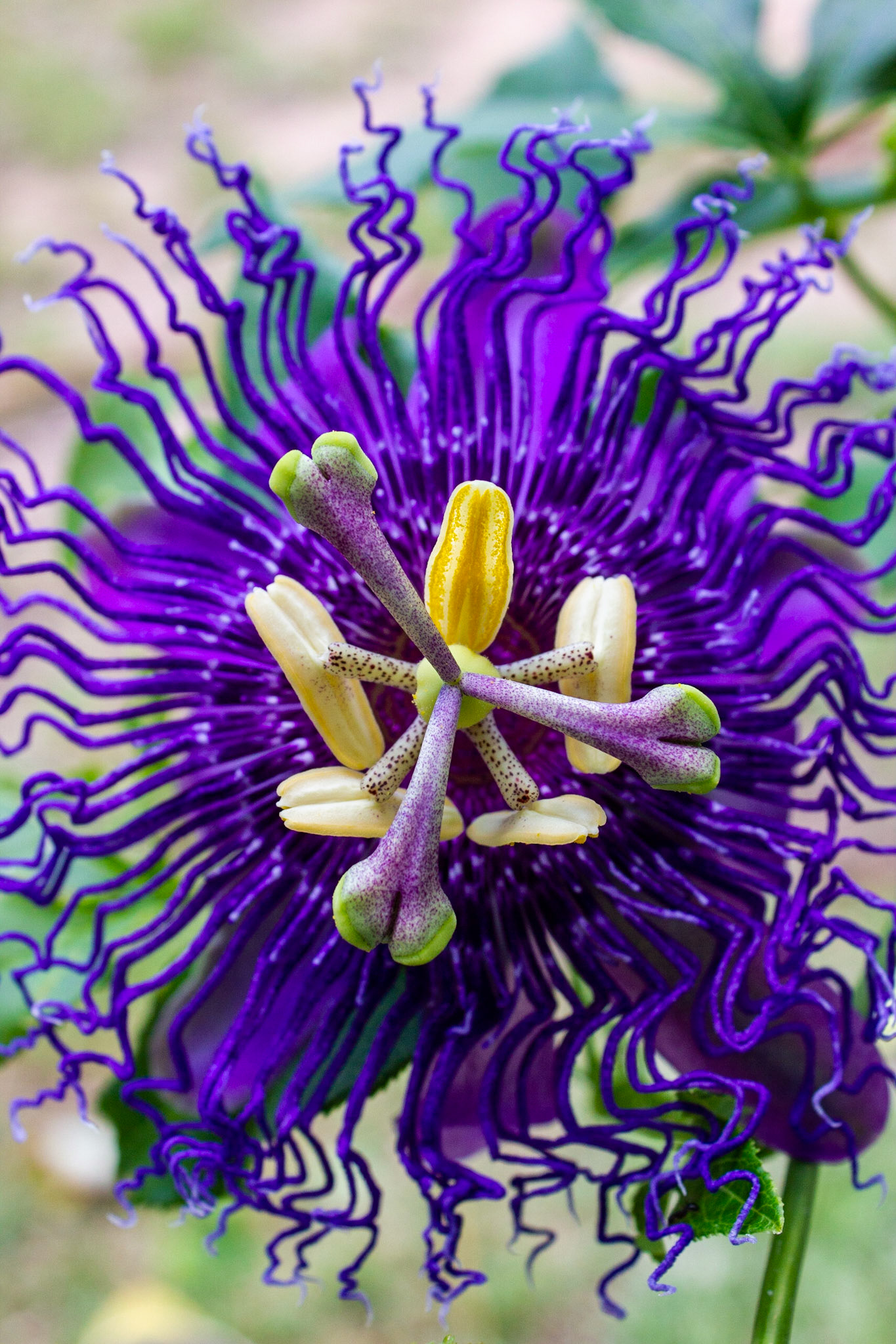Purple Passionflower