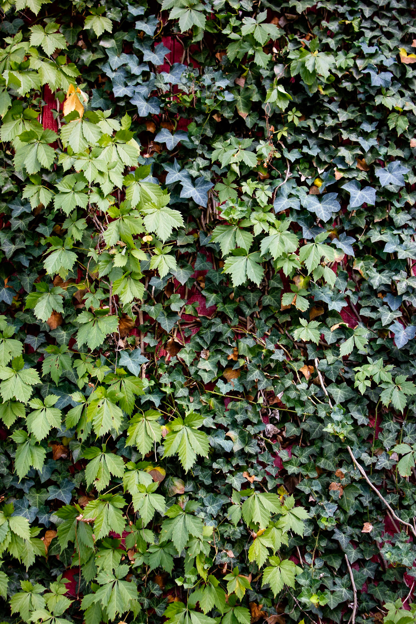 Ivy Wall