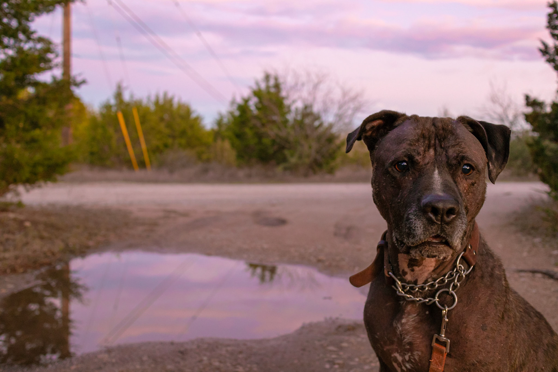 Man's Best Friend