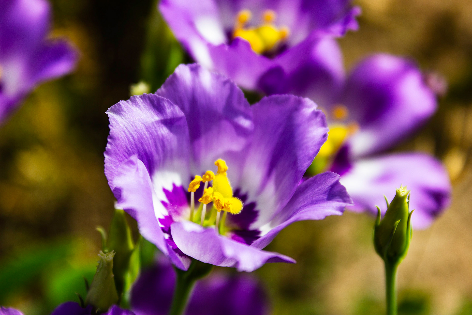 Texas Bluebells