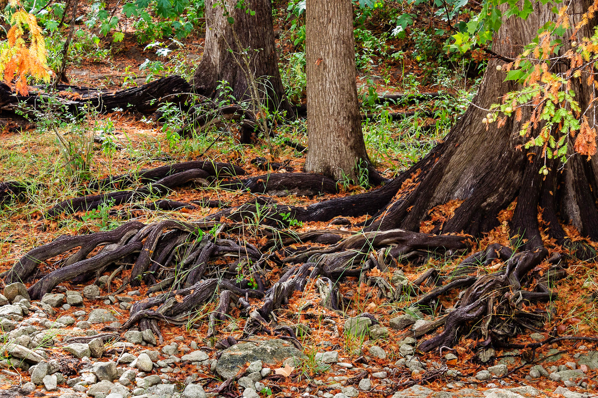 Rooted