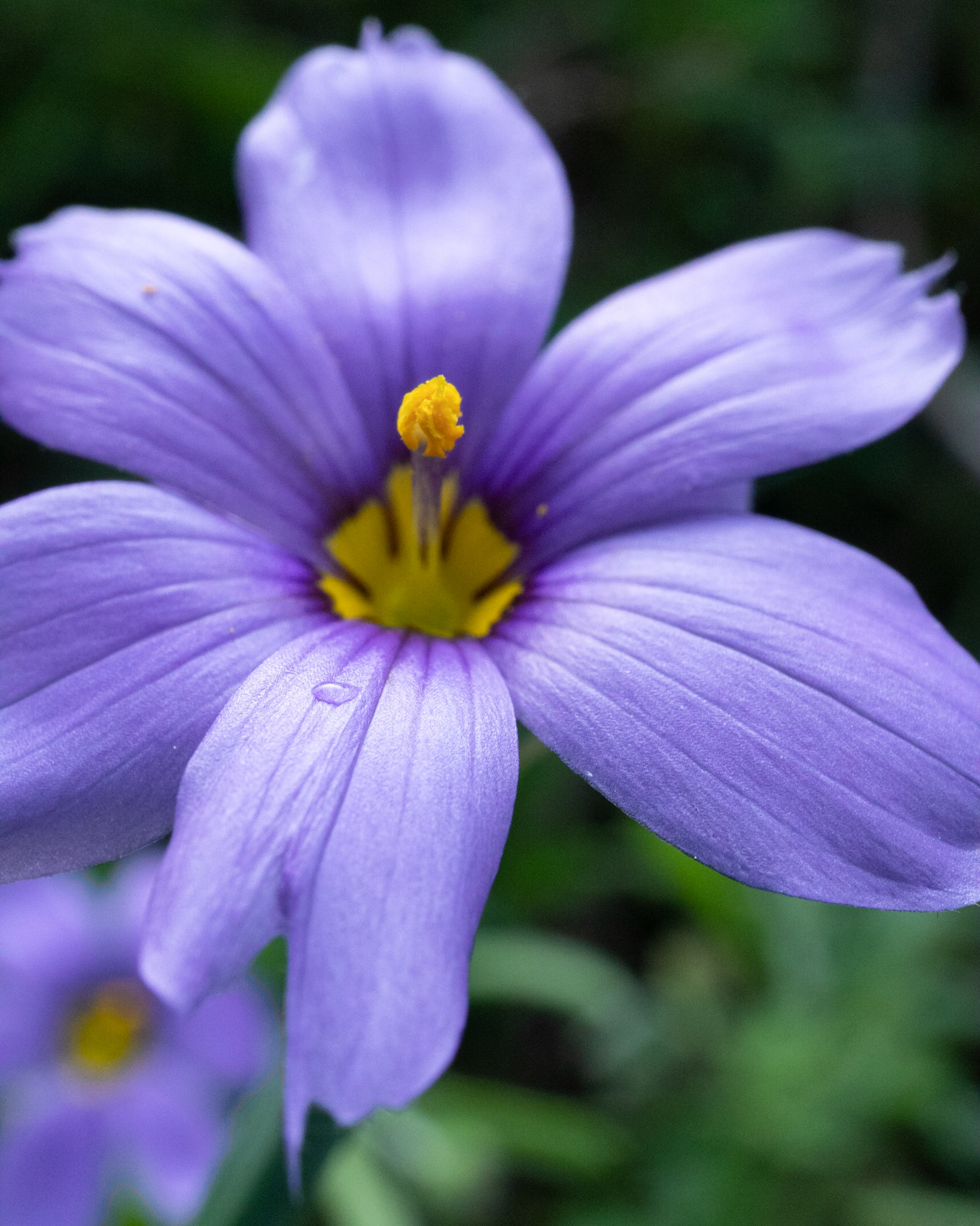 Blue Eyed Grass