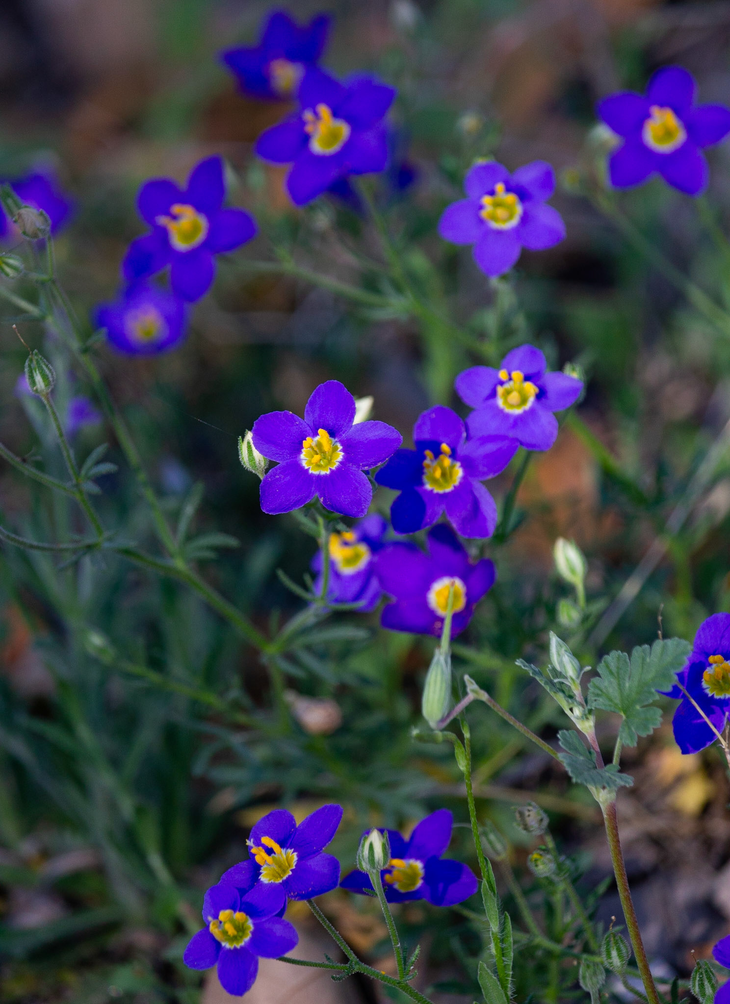 Blue Gilia