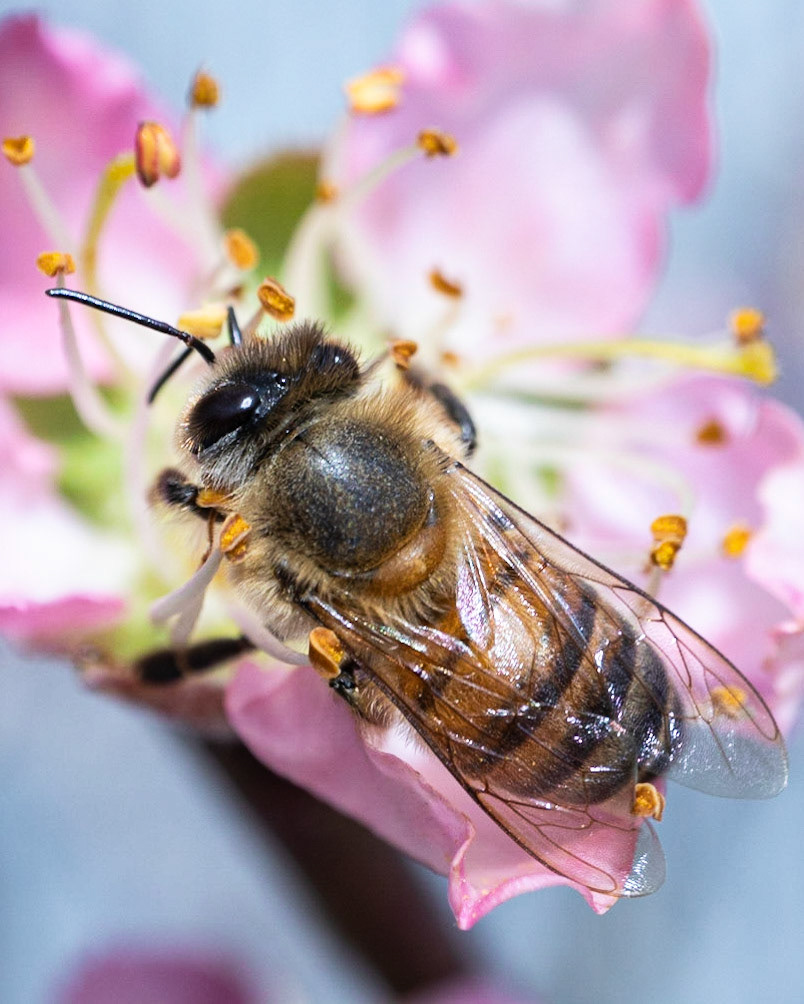 Peach Blossom Bee