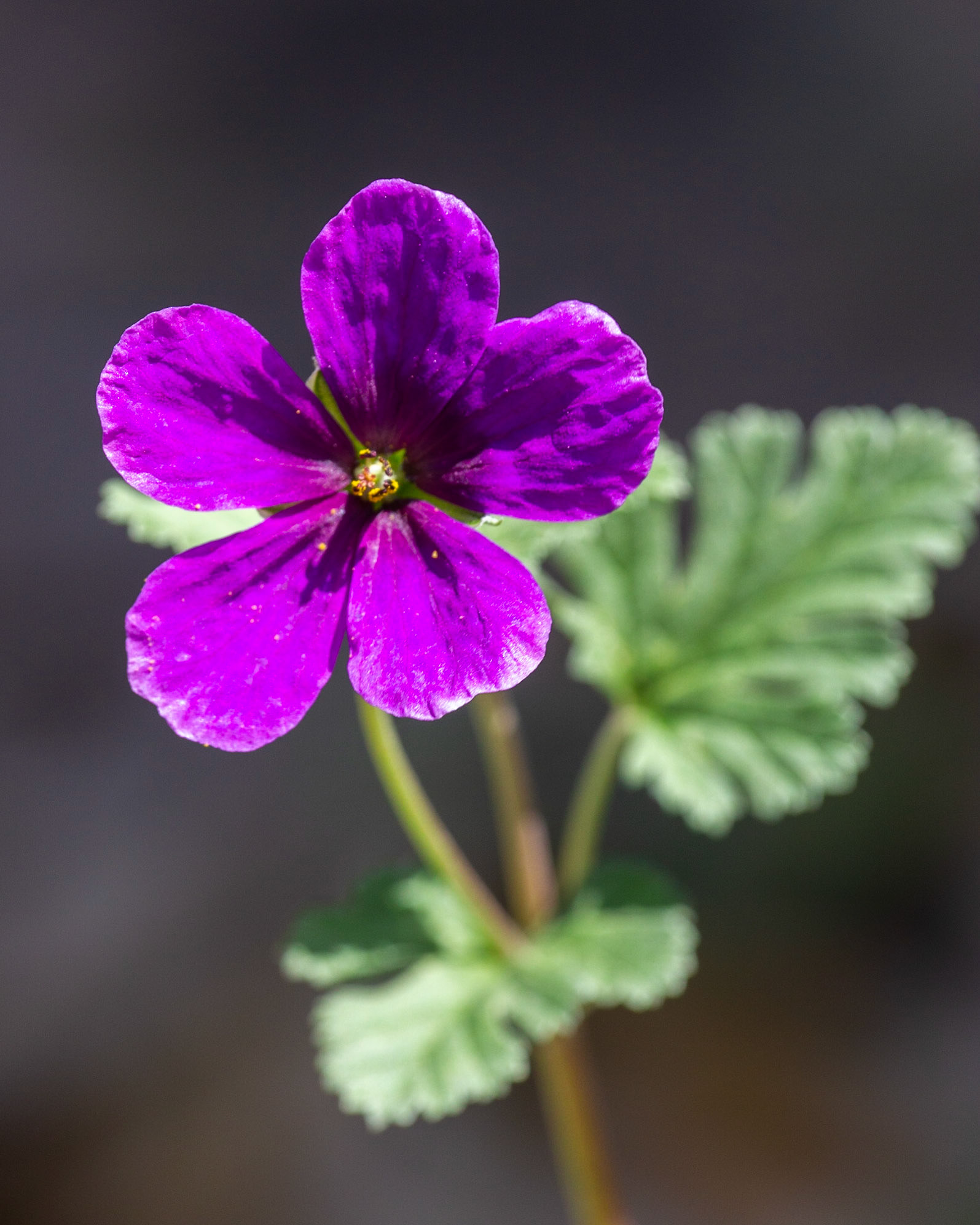 Stork's Bill