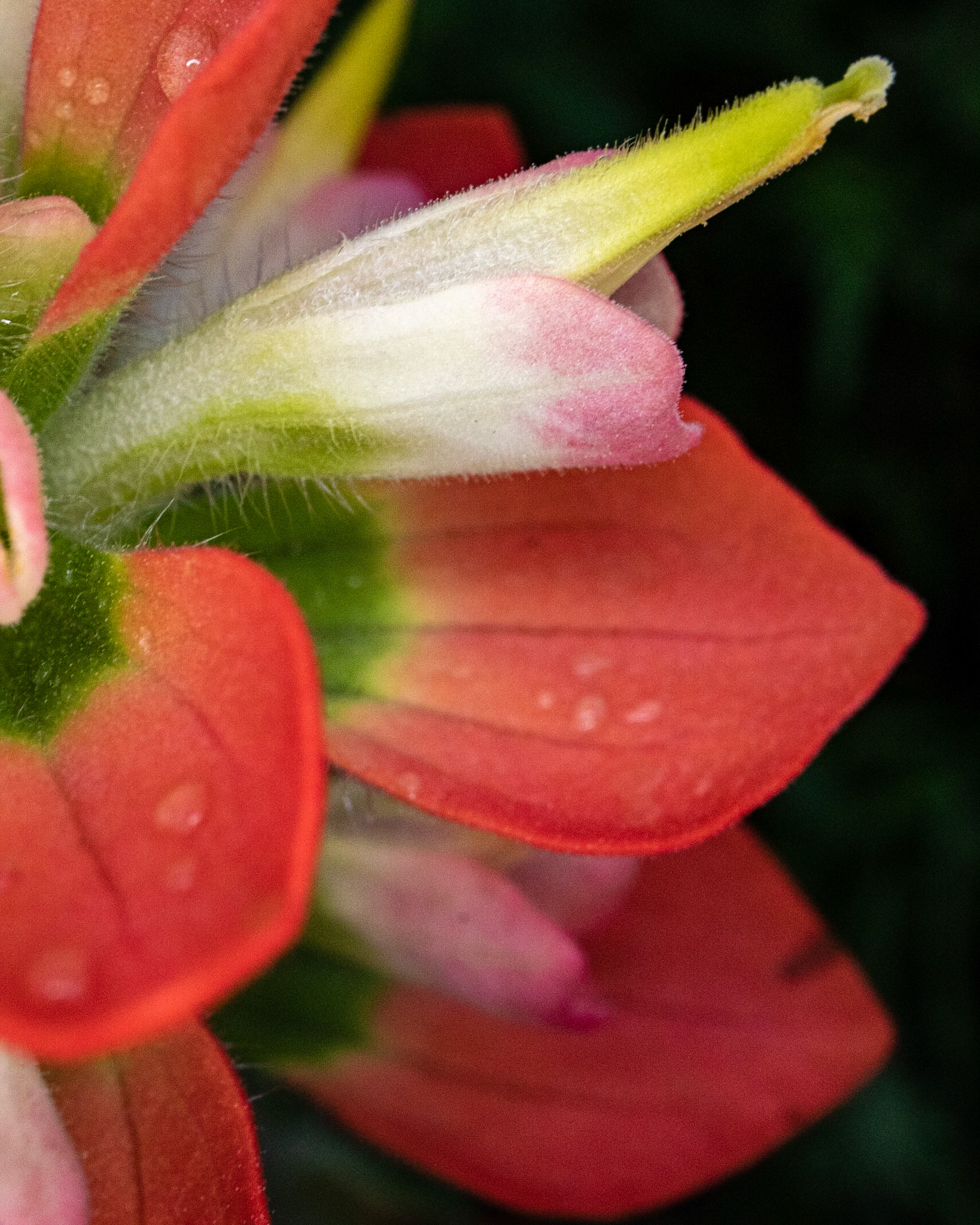 Fireflower Reprise