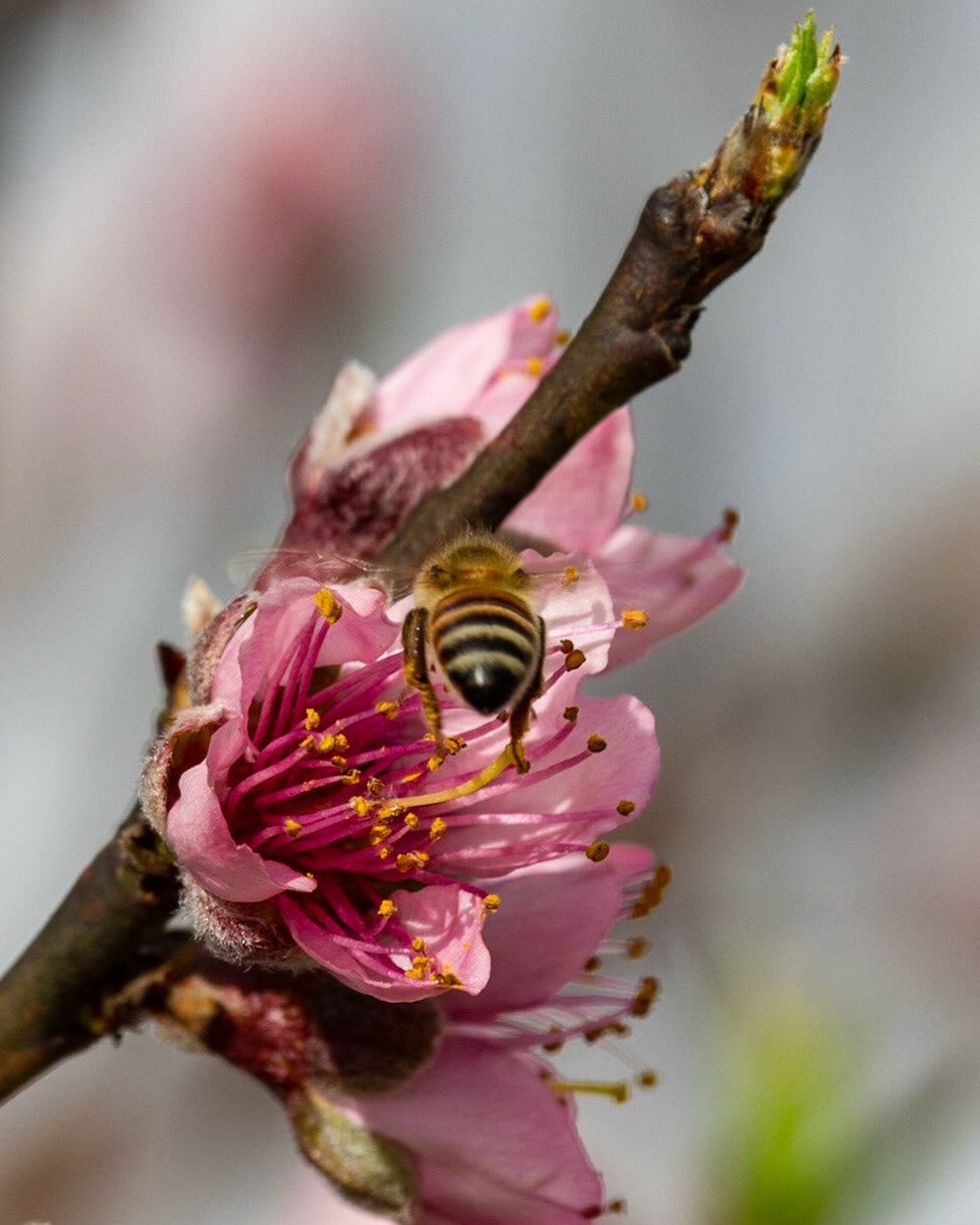 Peach Blossom and Bee part 2