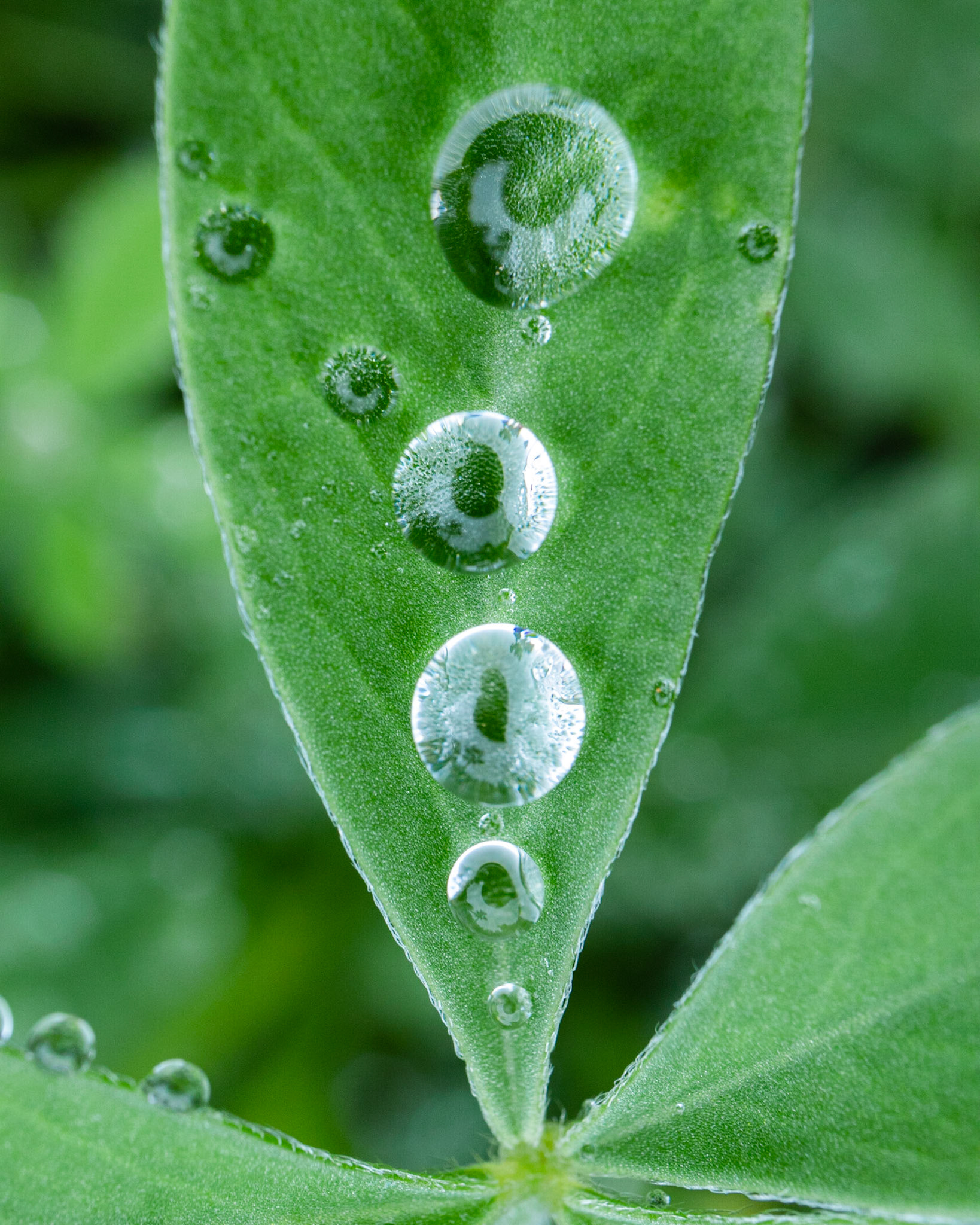 Leaf Tops and Water Drops