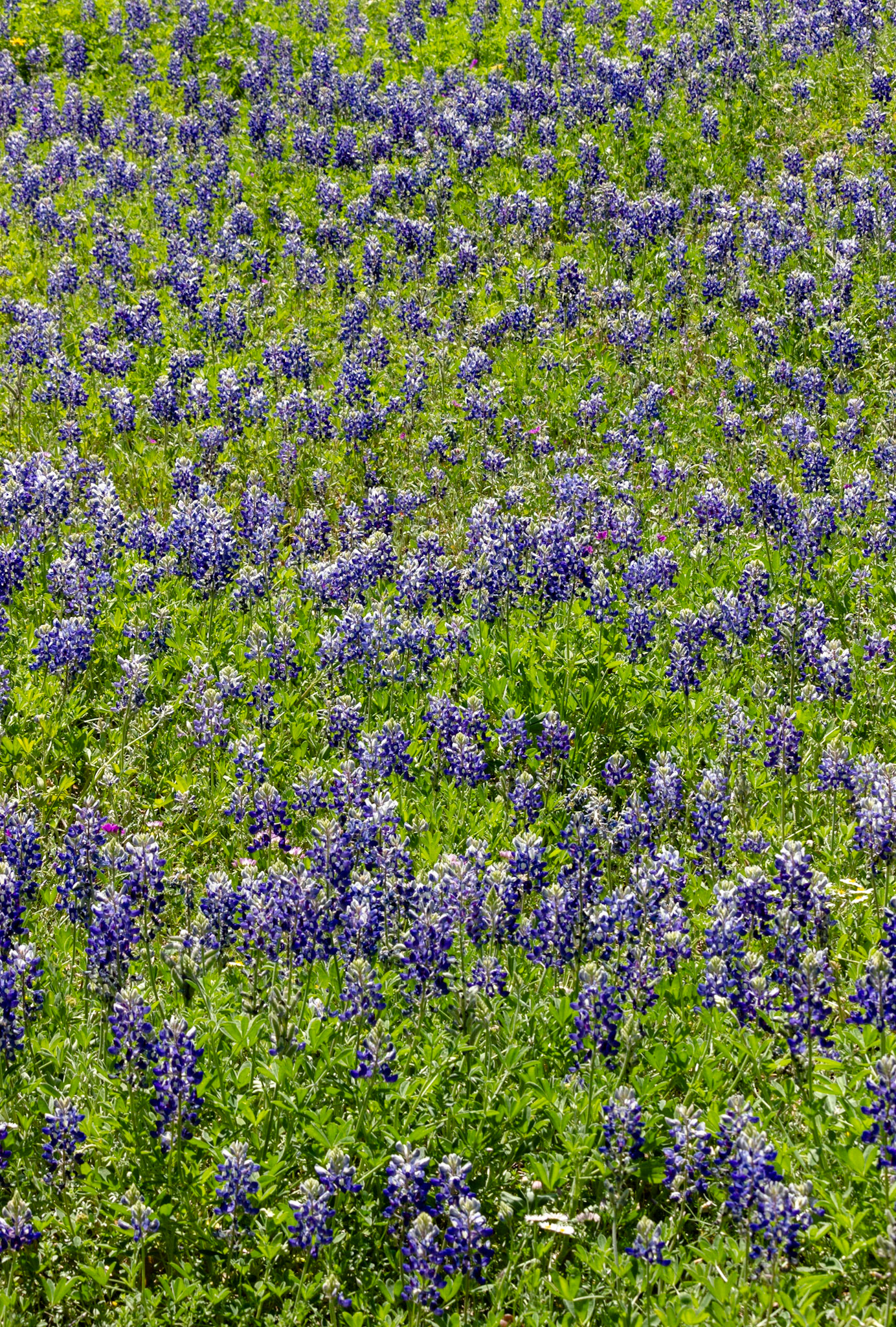 Fields of Blue and Green