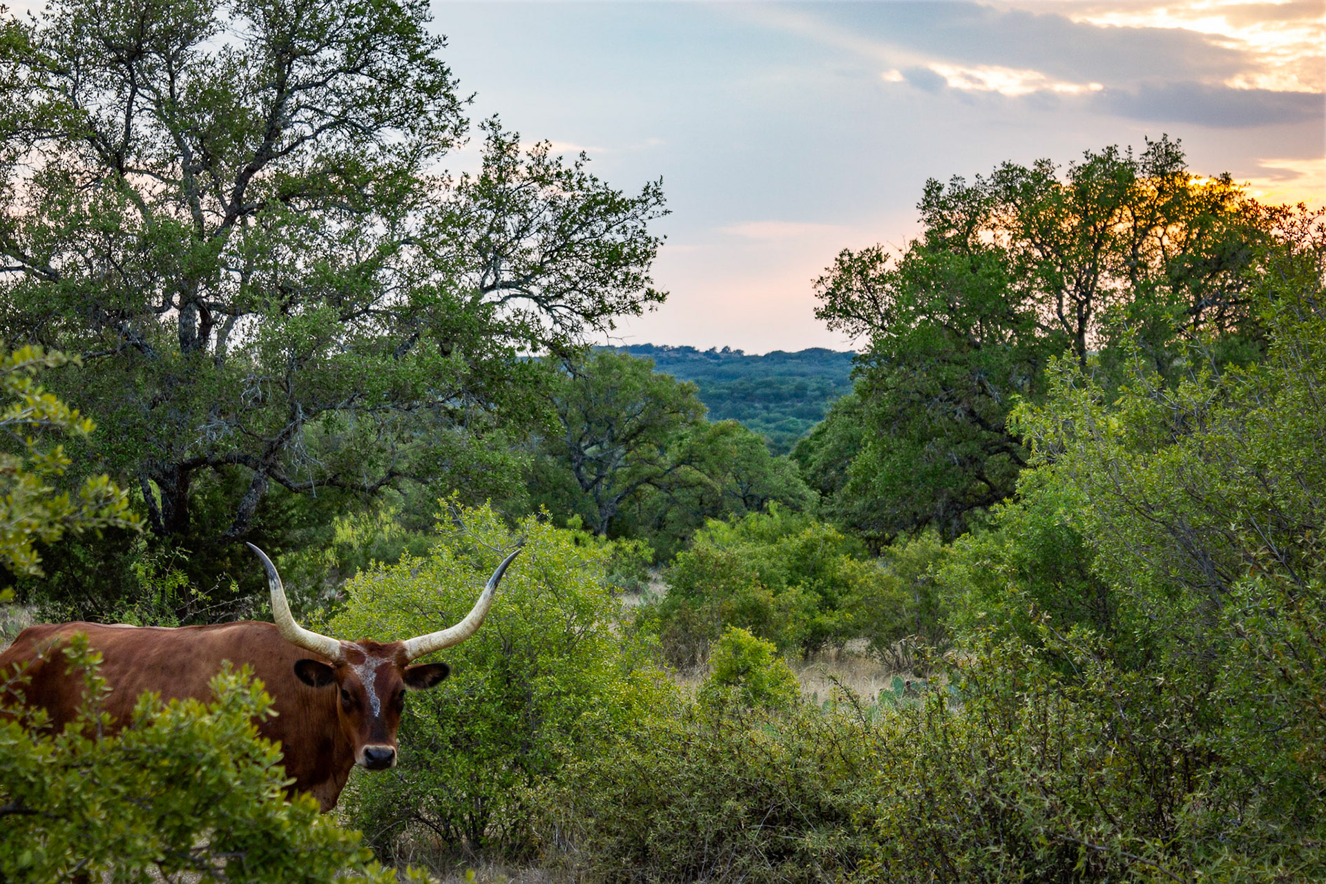 Home on the Range