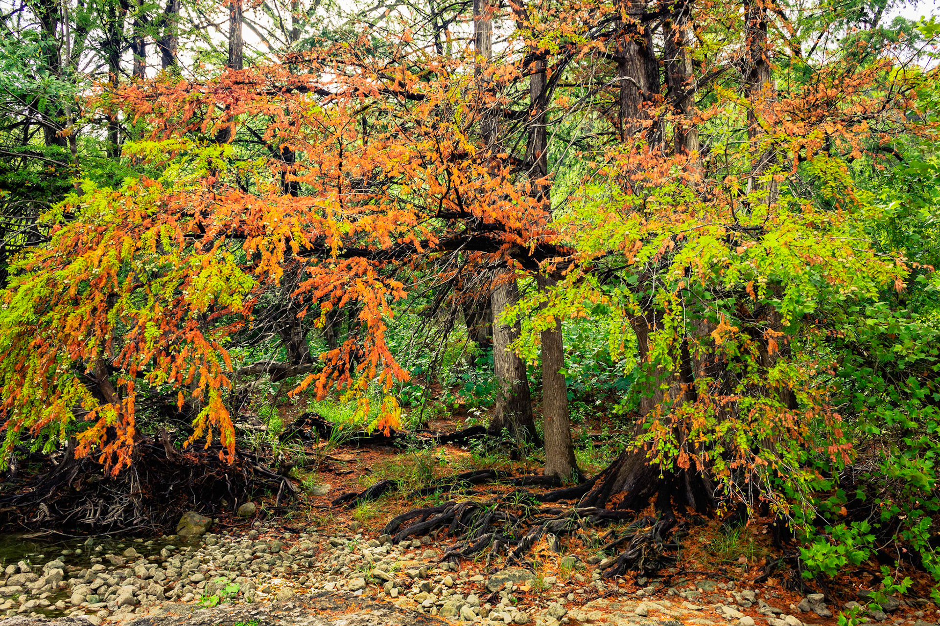 Cypress Fall
