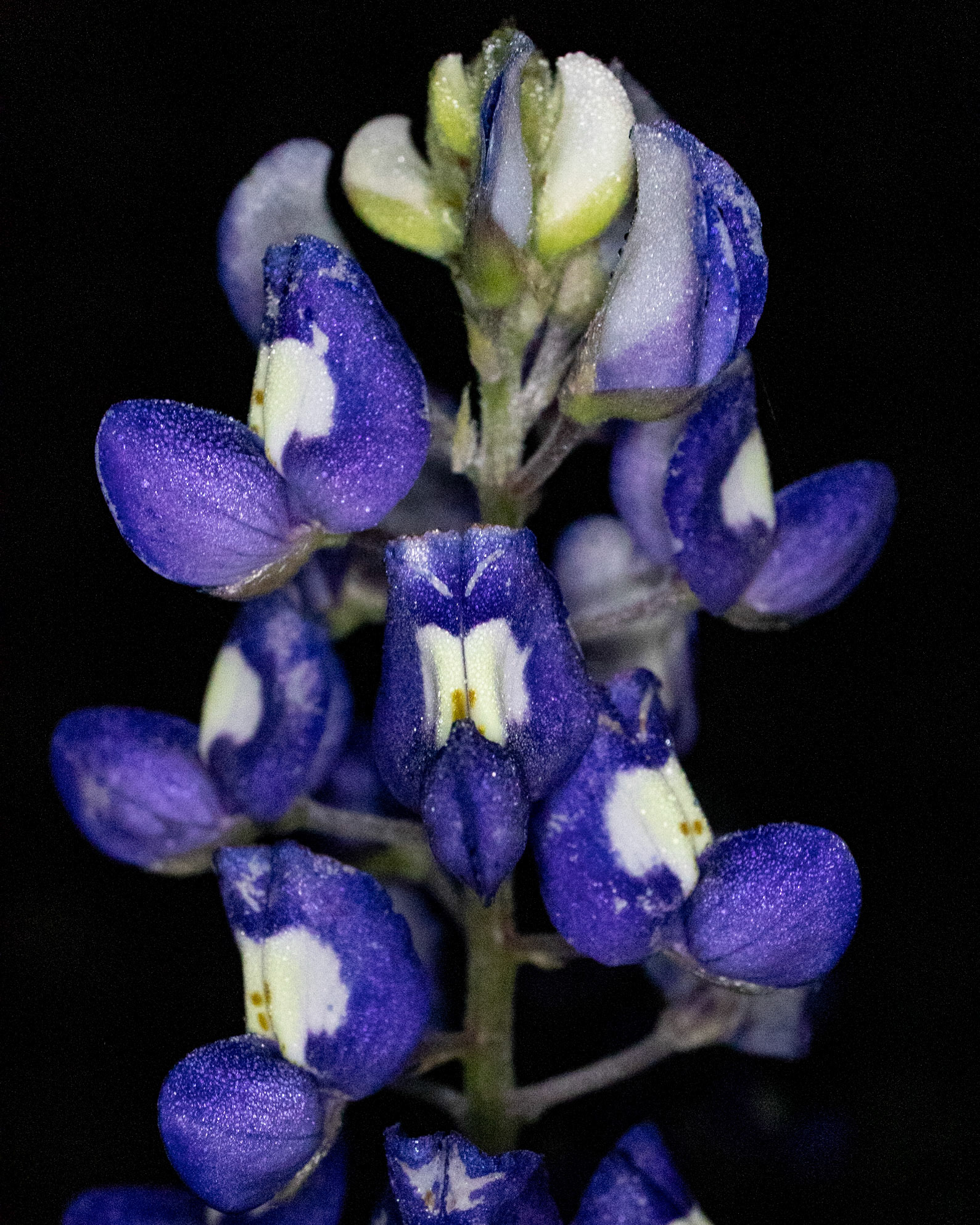Bluebonnet at Night
