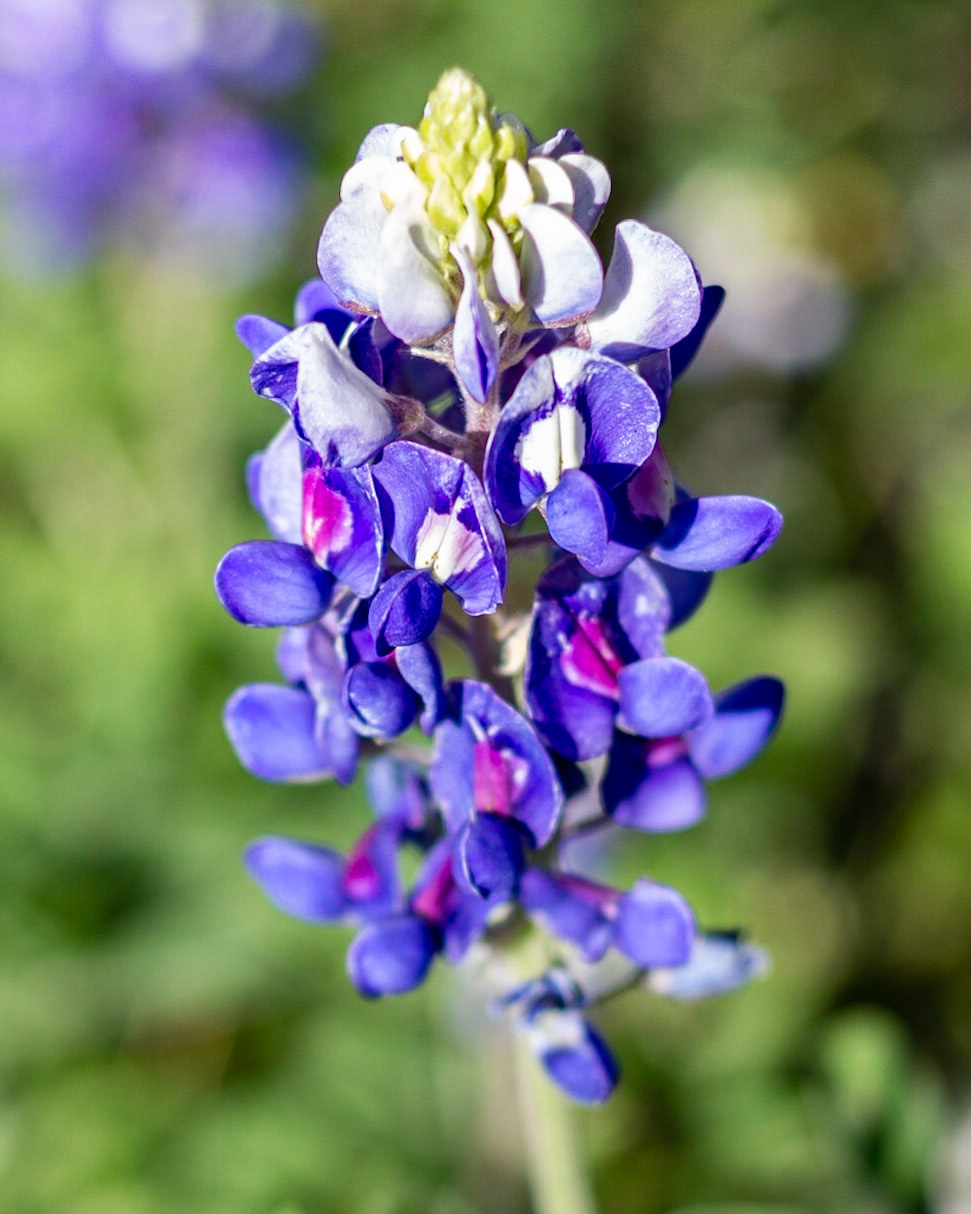 Bluebonnet
