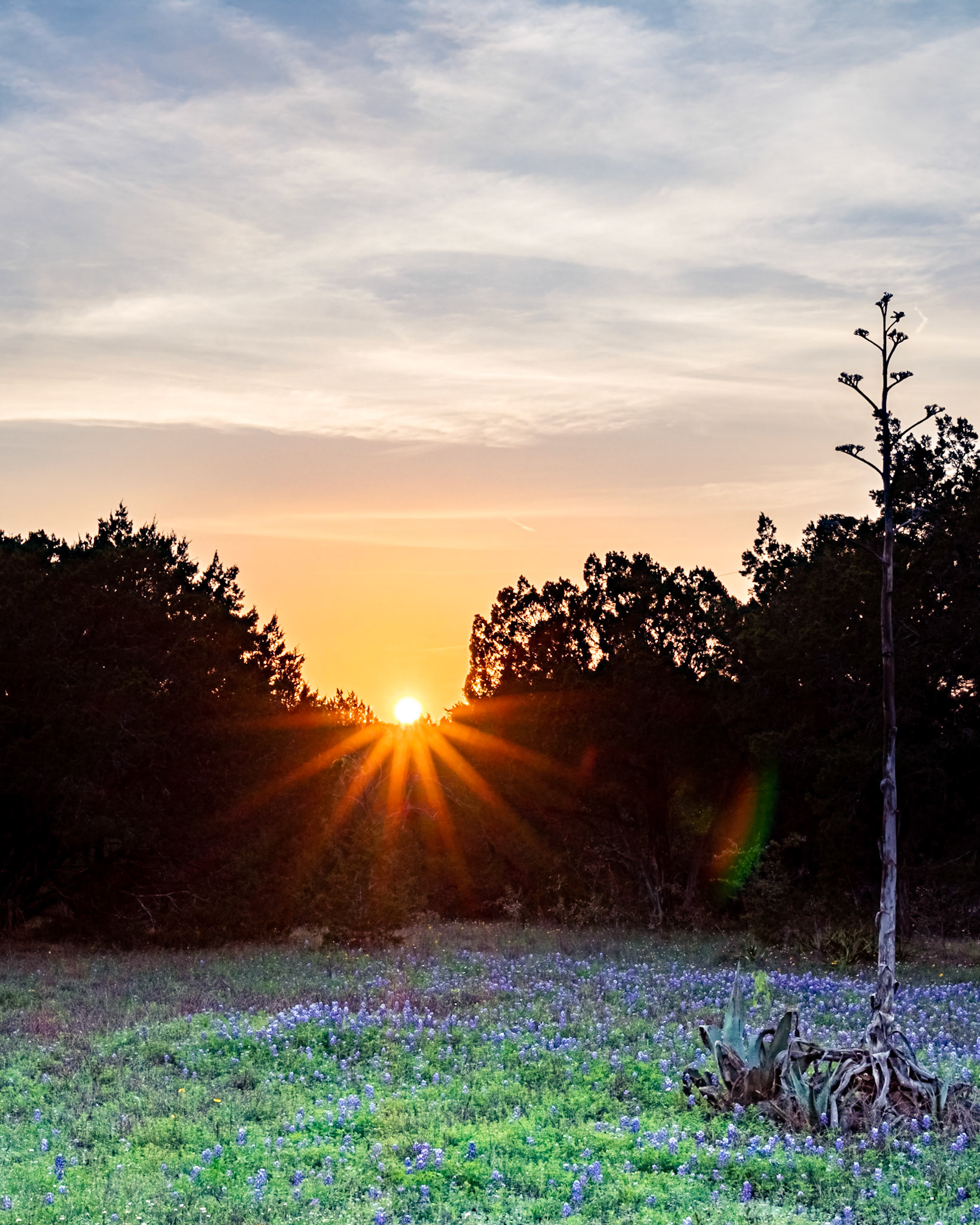 Bluebonnet Backyard Sunset