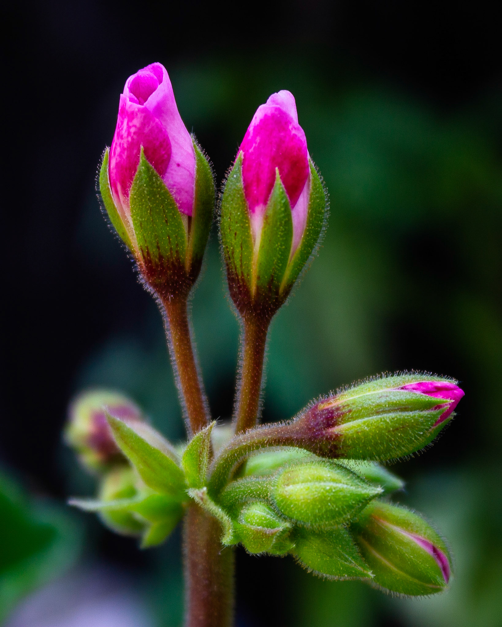 About to Bloom