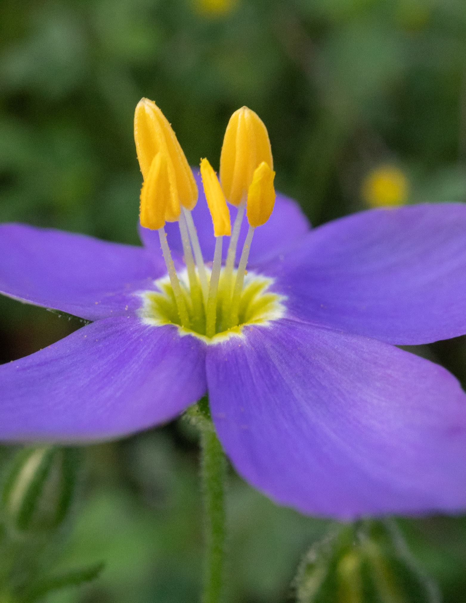 Petals like Ocean Waves—Whirlpool of Pollen