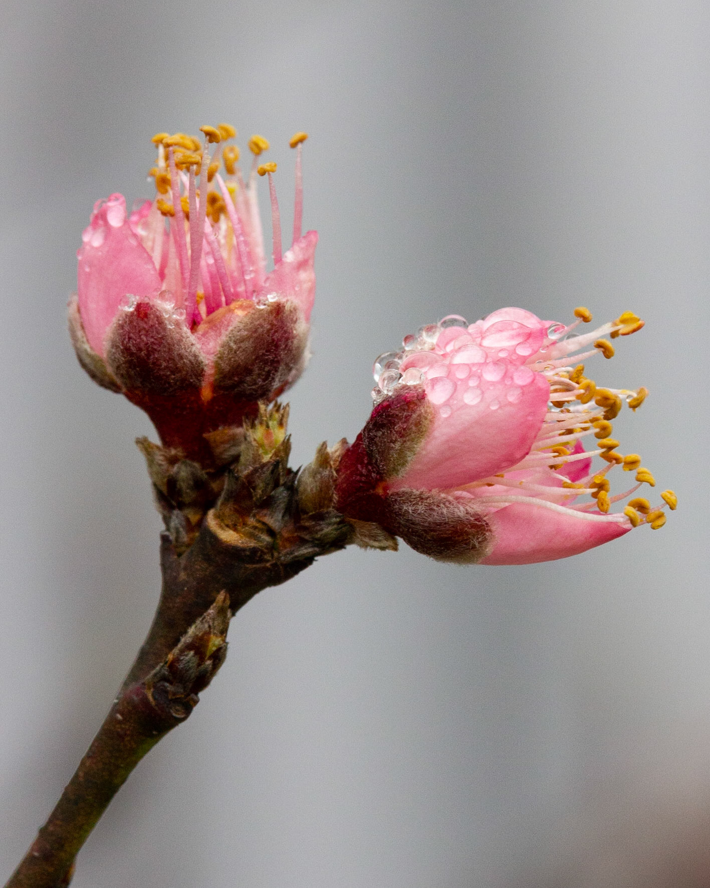 Peach Blossom and Dew Part 2