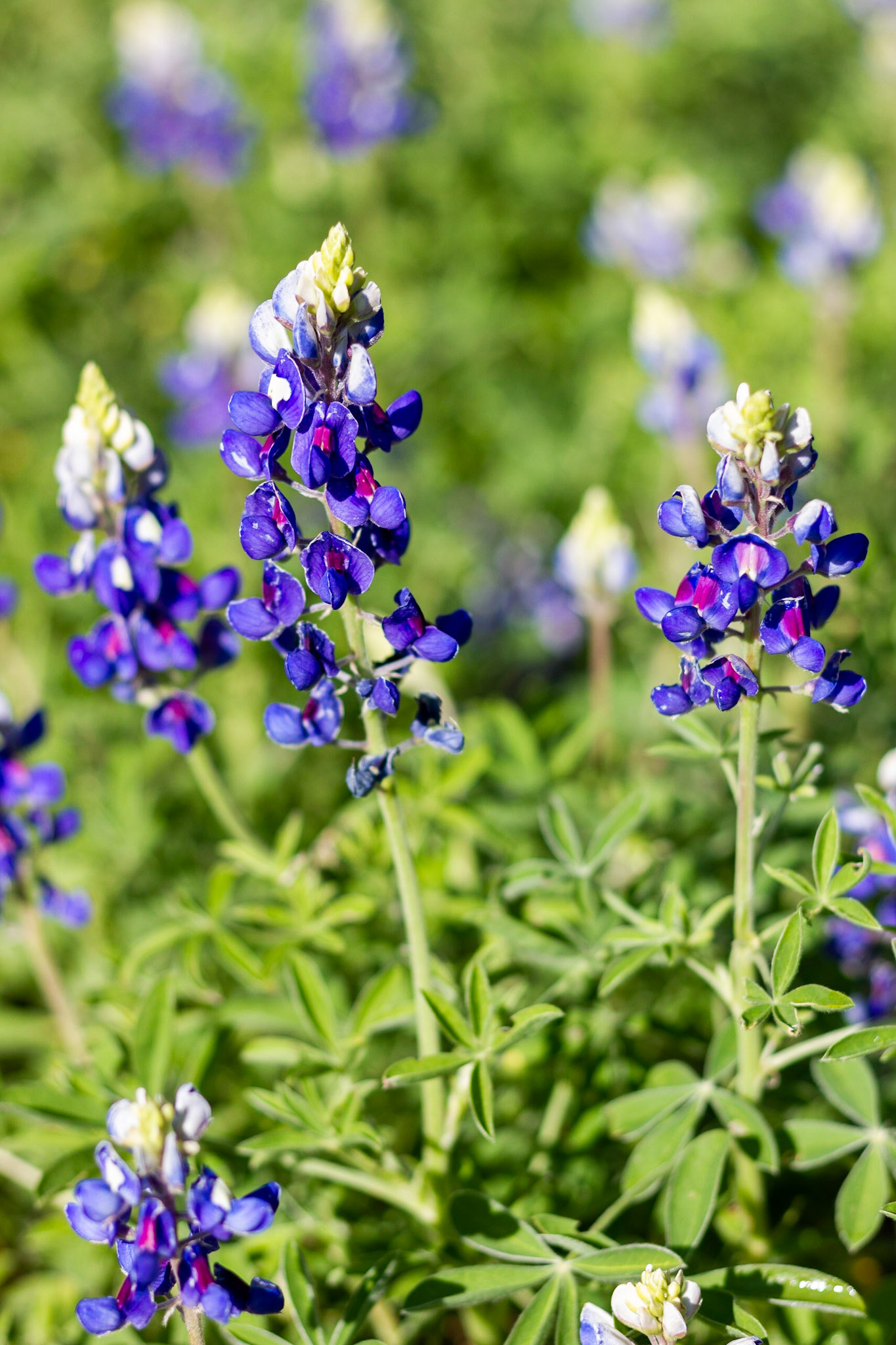 Bluebonnets