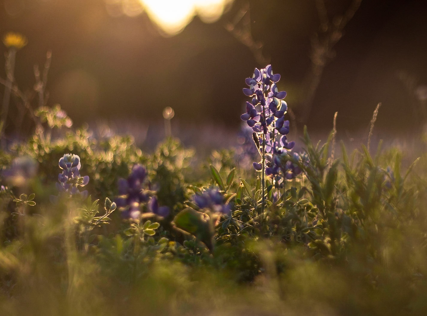 A Bluebonnet Enjoying the Sunset