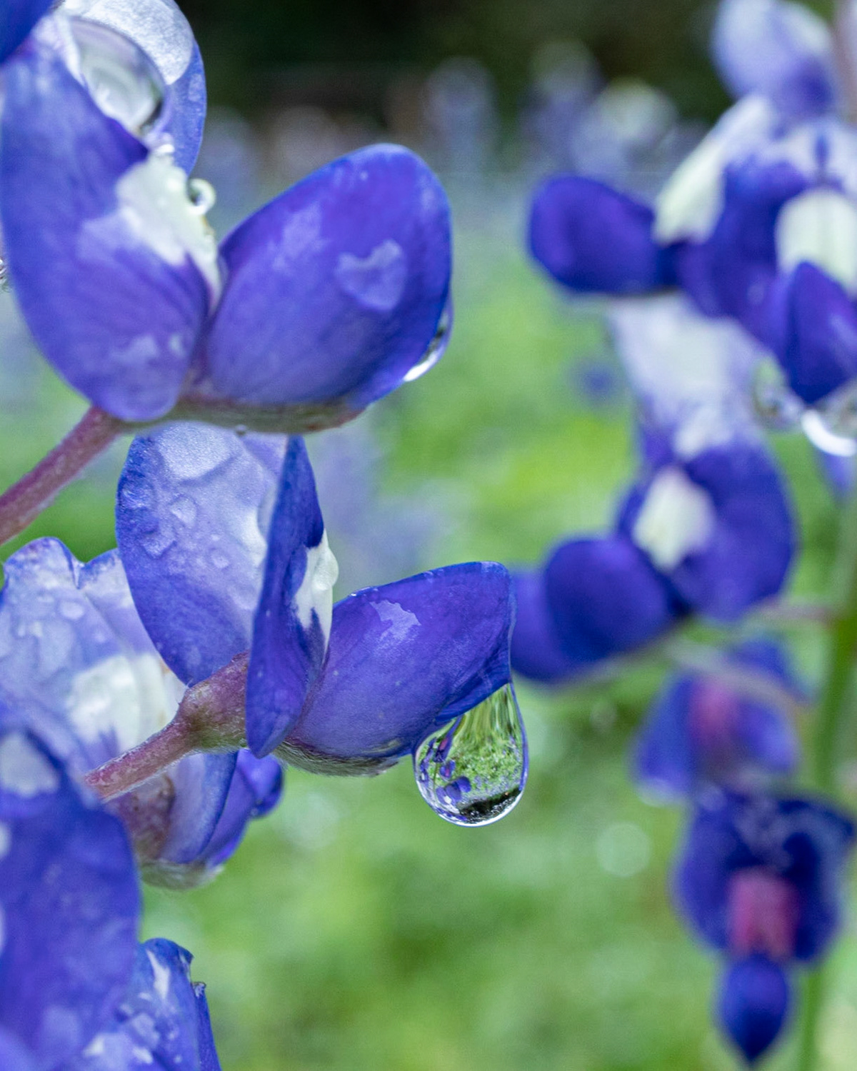Bluebonnet Water Drops