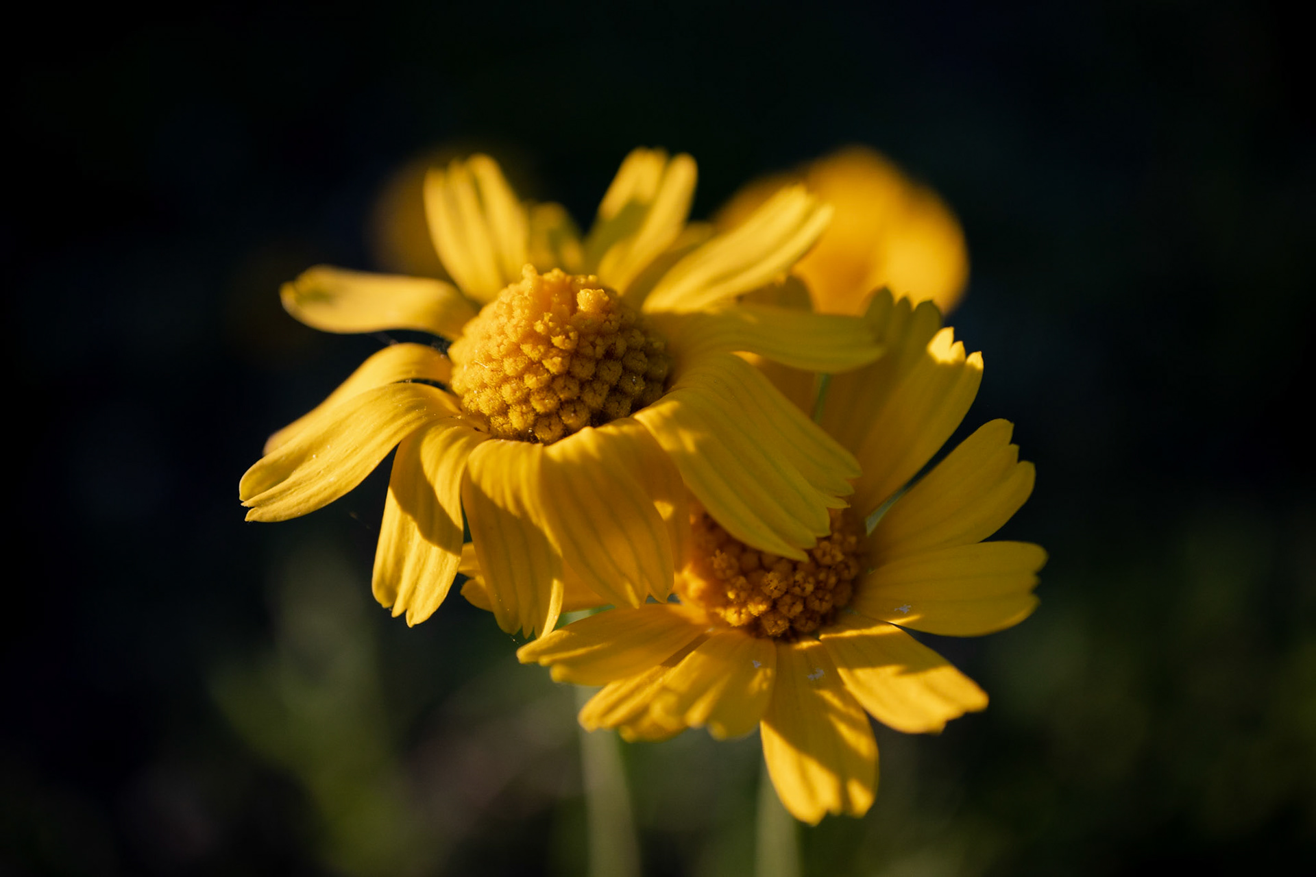 In the Sun and in the Shade