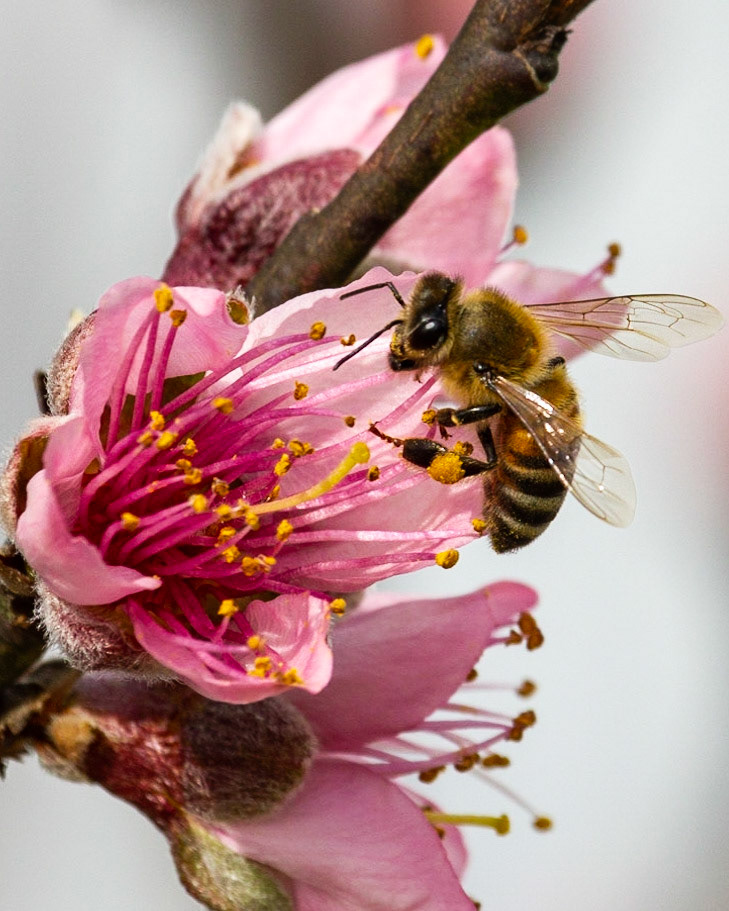Peach Blossom and Bee part 3