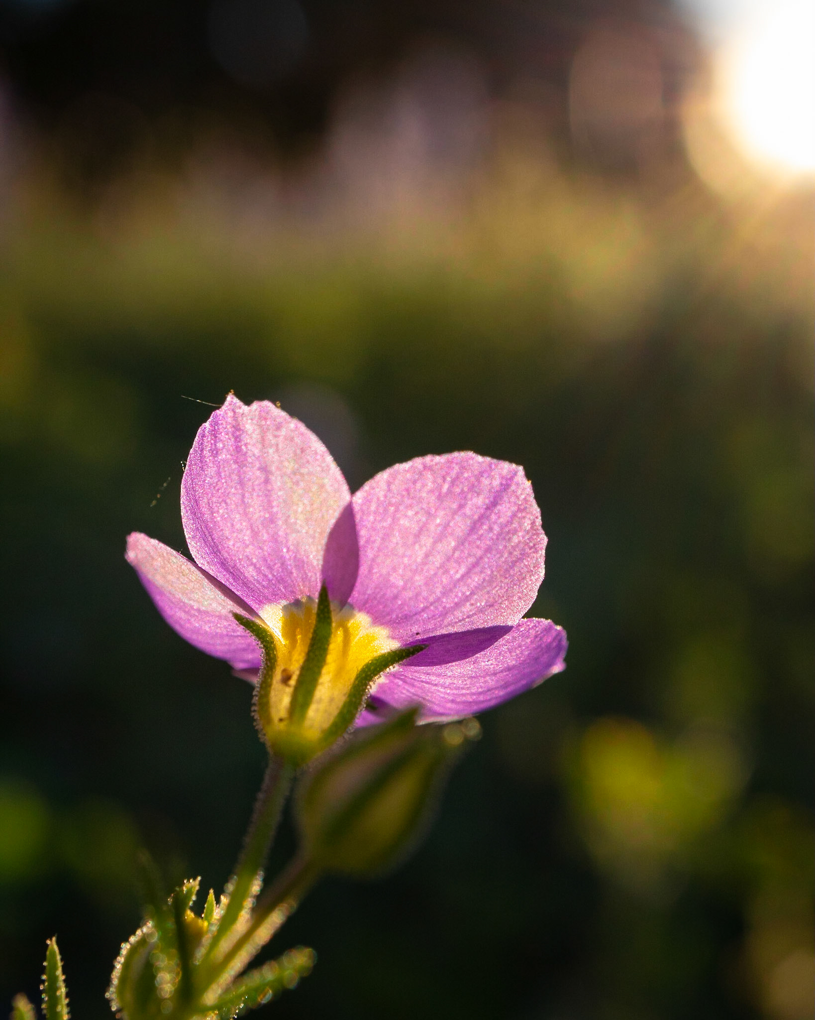 Let the Light Shine Through