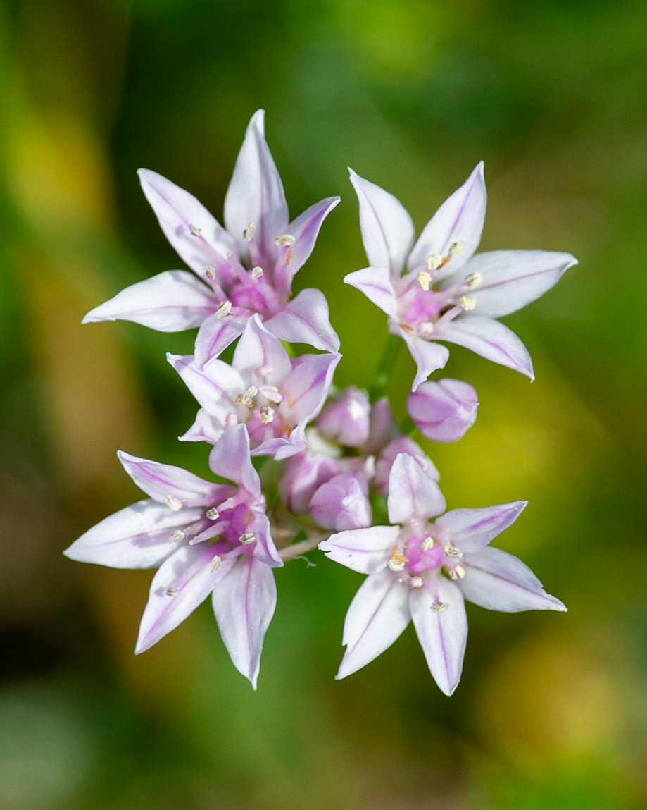 Wild Garlic