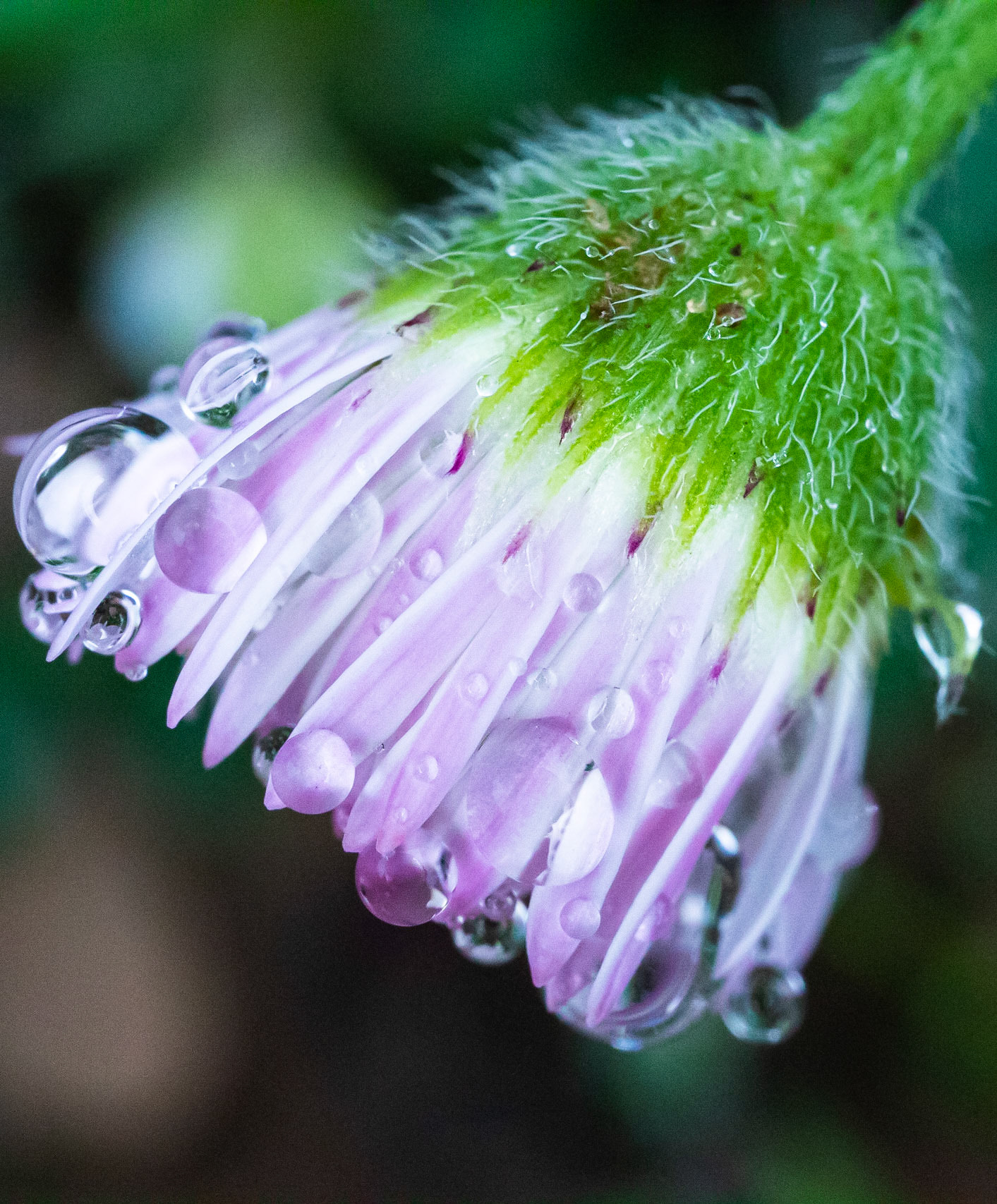 Showerhead