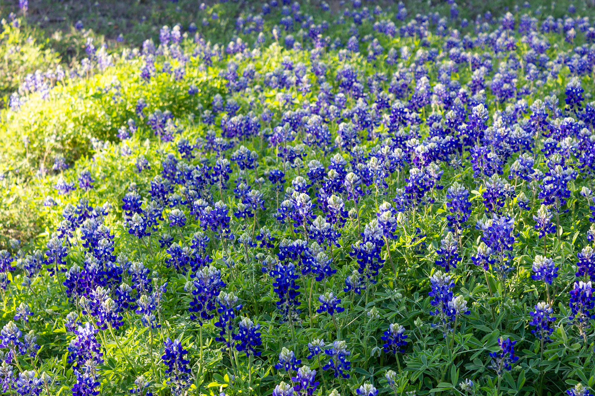 Bluebonnets in the light