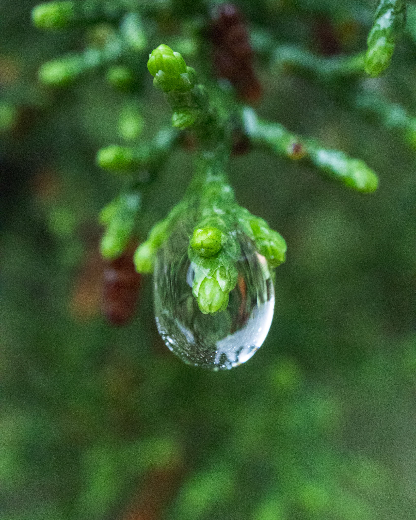 Life in a Bubble