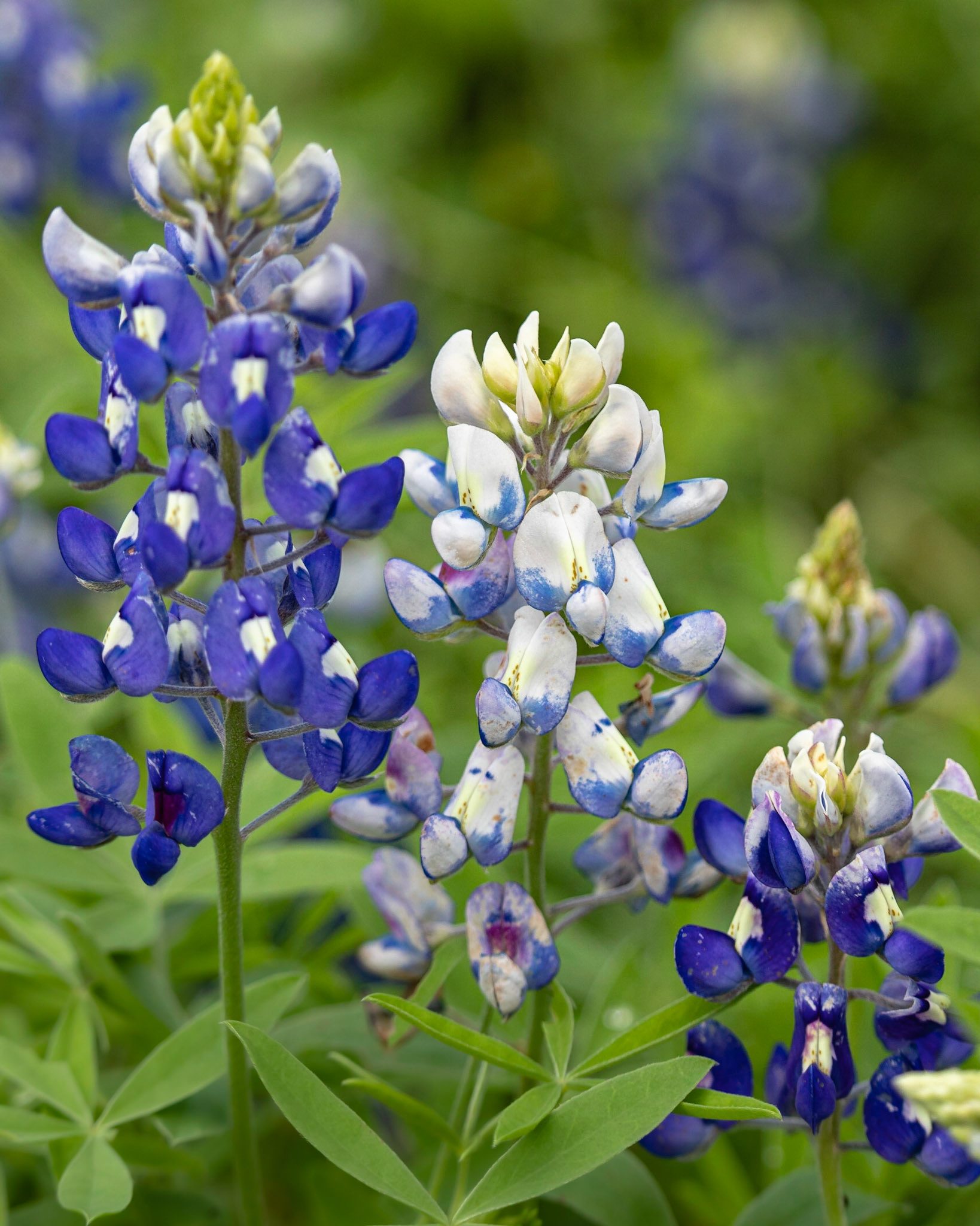 Bluebonnet Variations