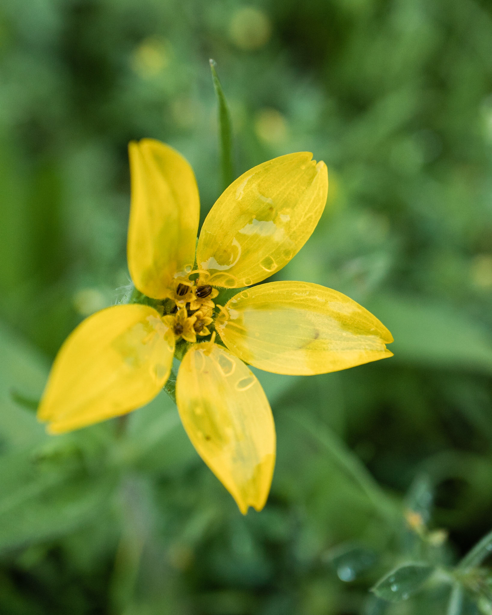 Translucent Petals