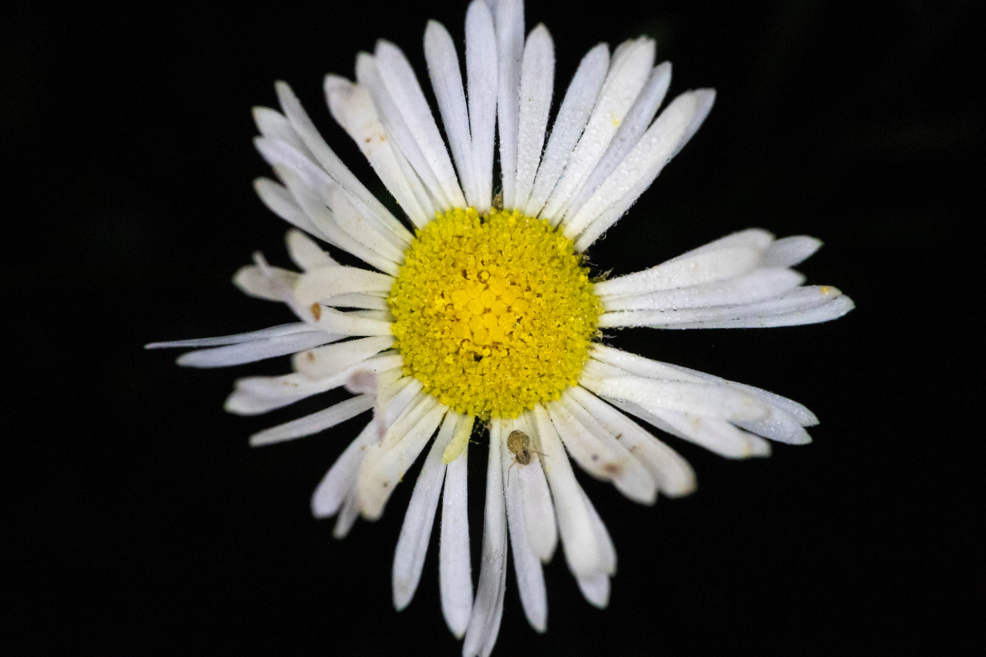 Prairie Fleabane