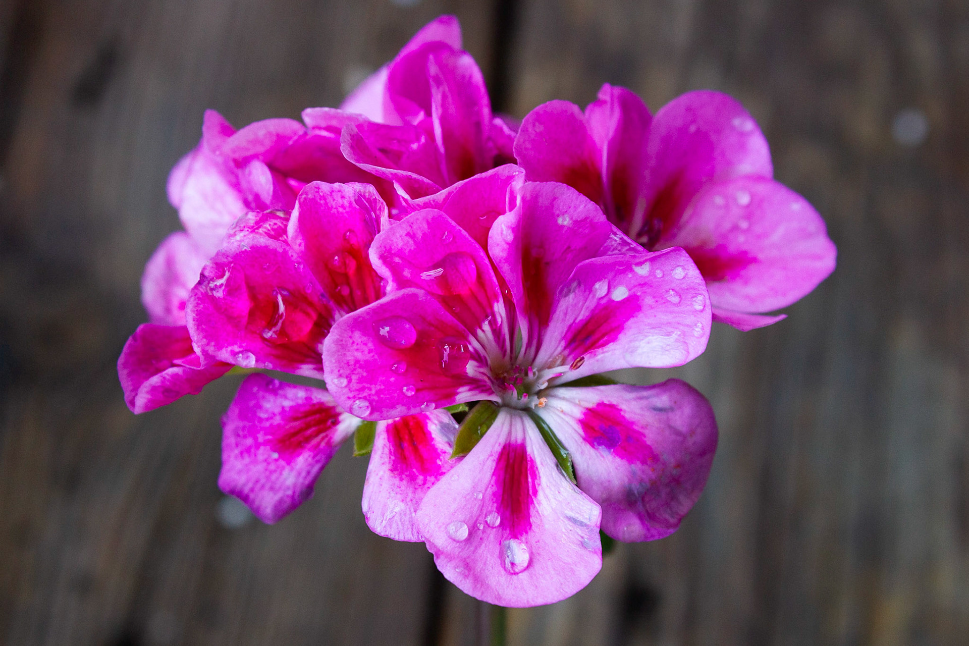 In Bloom