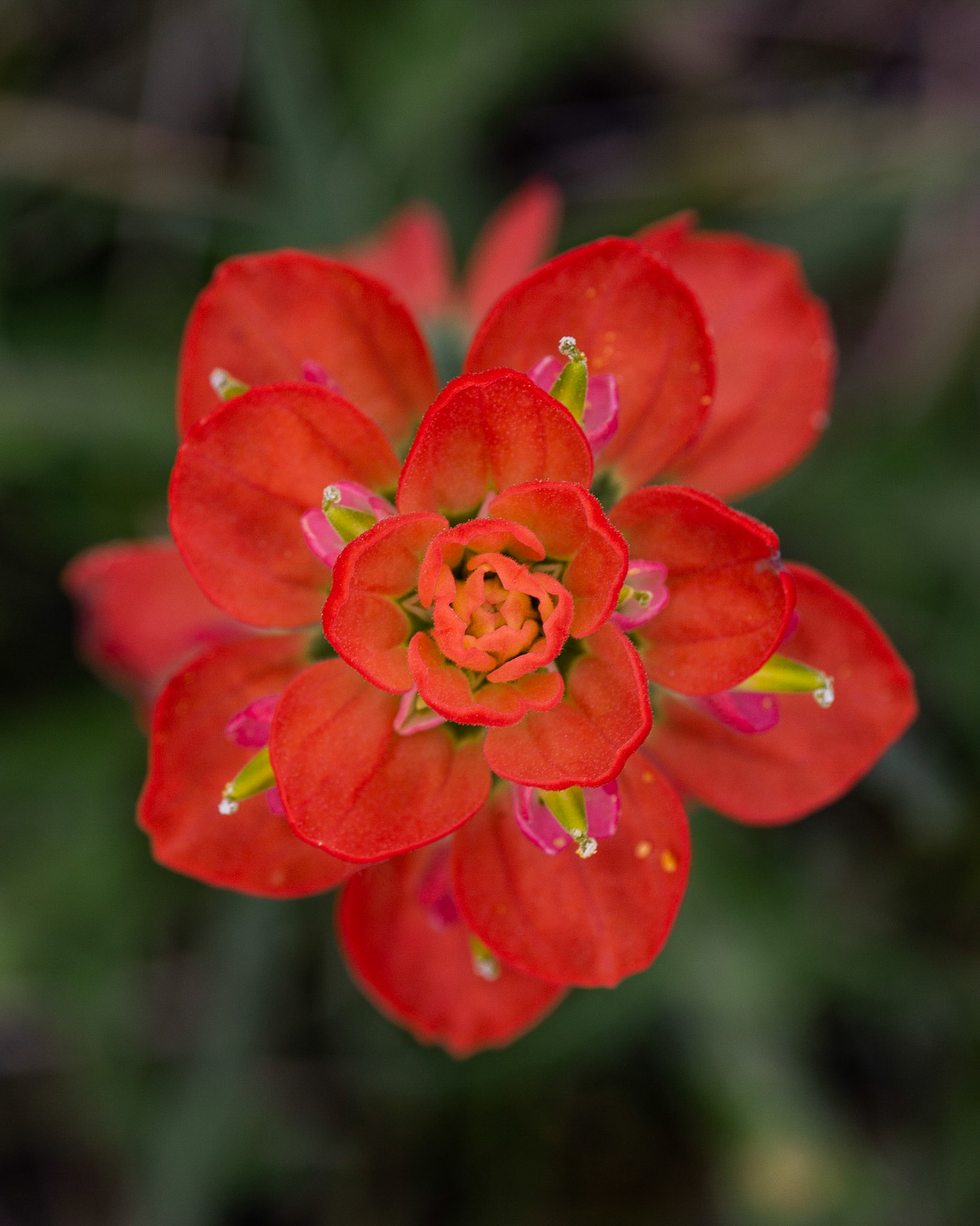 Texas Paintbrush