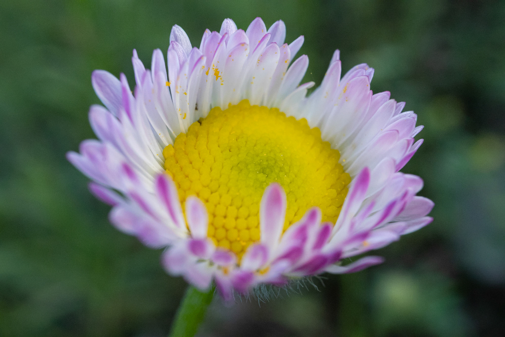 Asteraceae