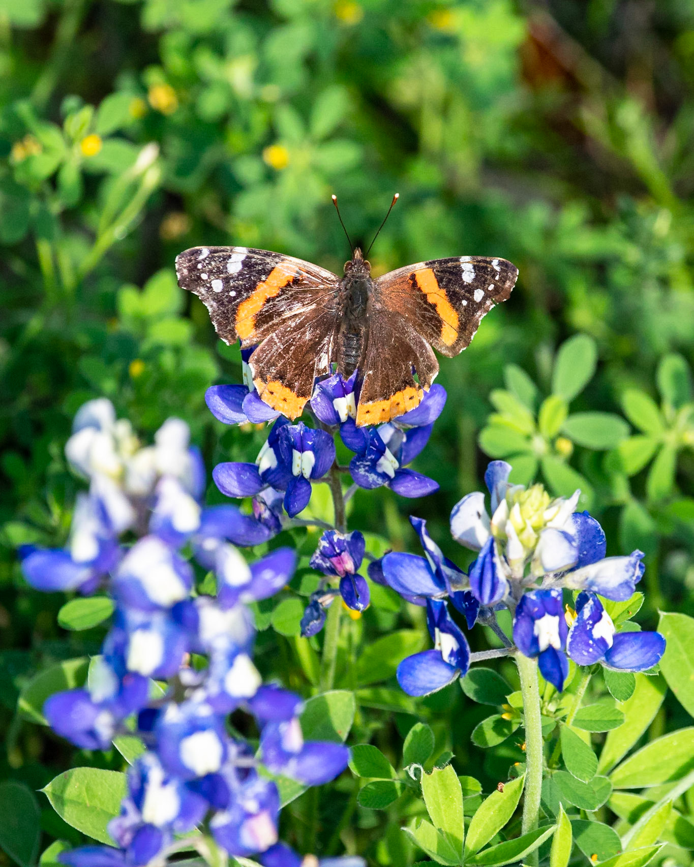 Red Admiral Butterfly