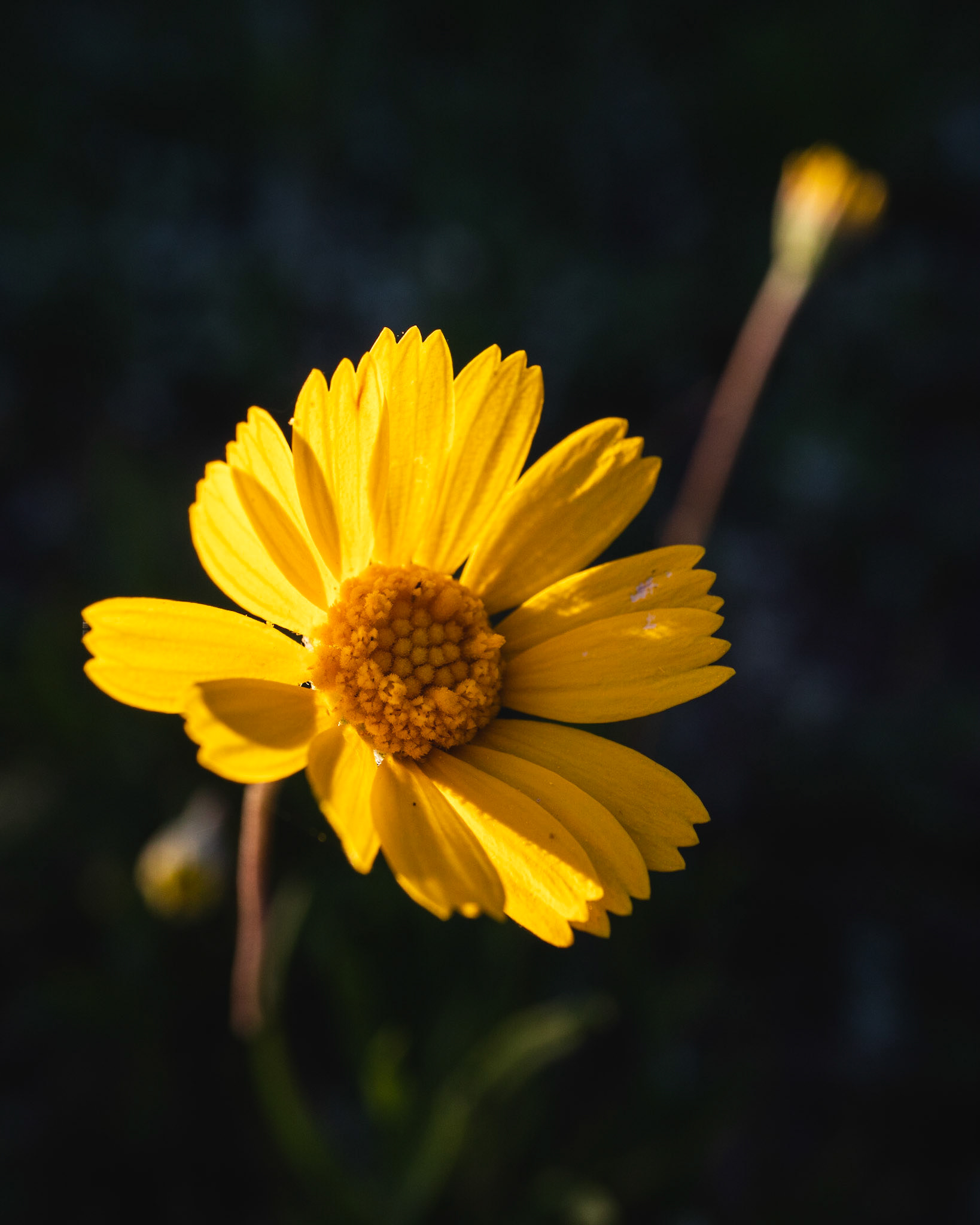 Sunlit Respite